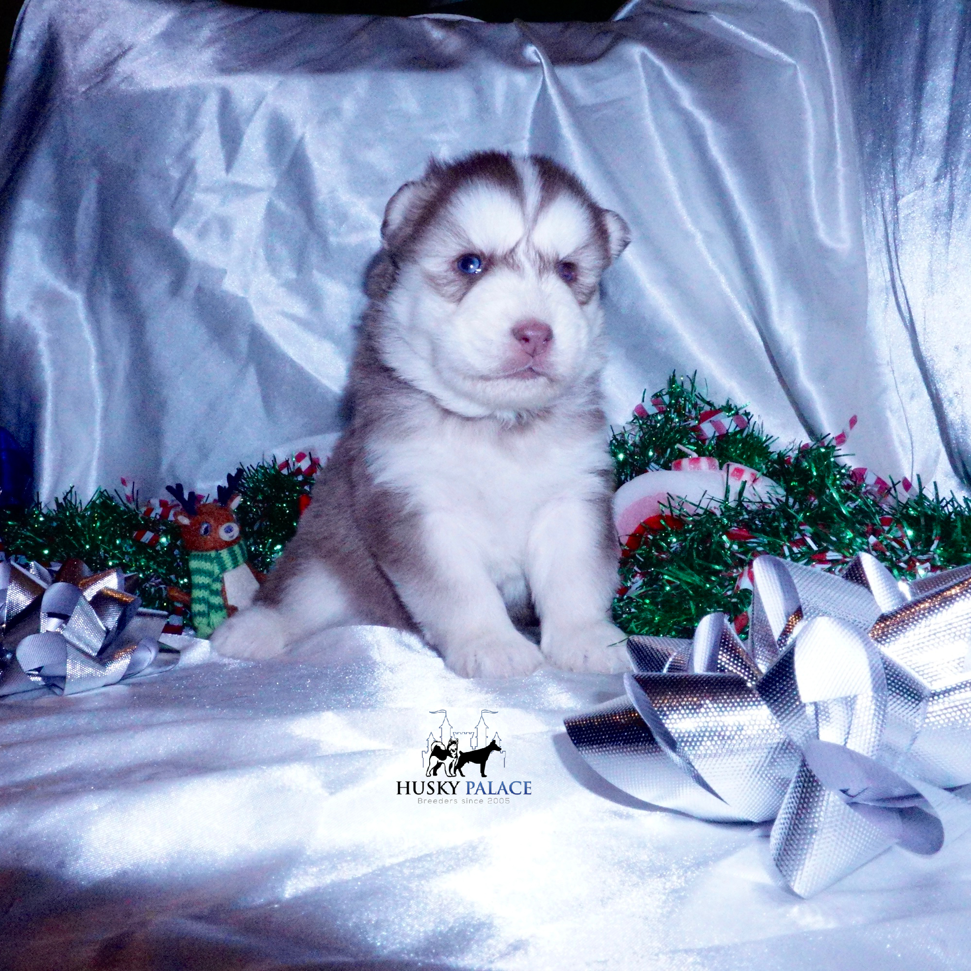 Siberian Husky Puppies For Sale ryan nc Siberian Husky Puppies For Sale