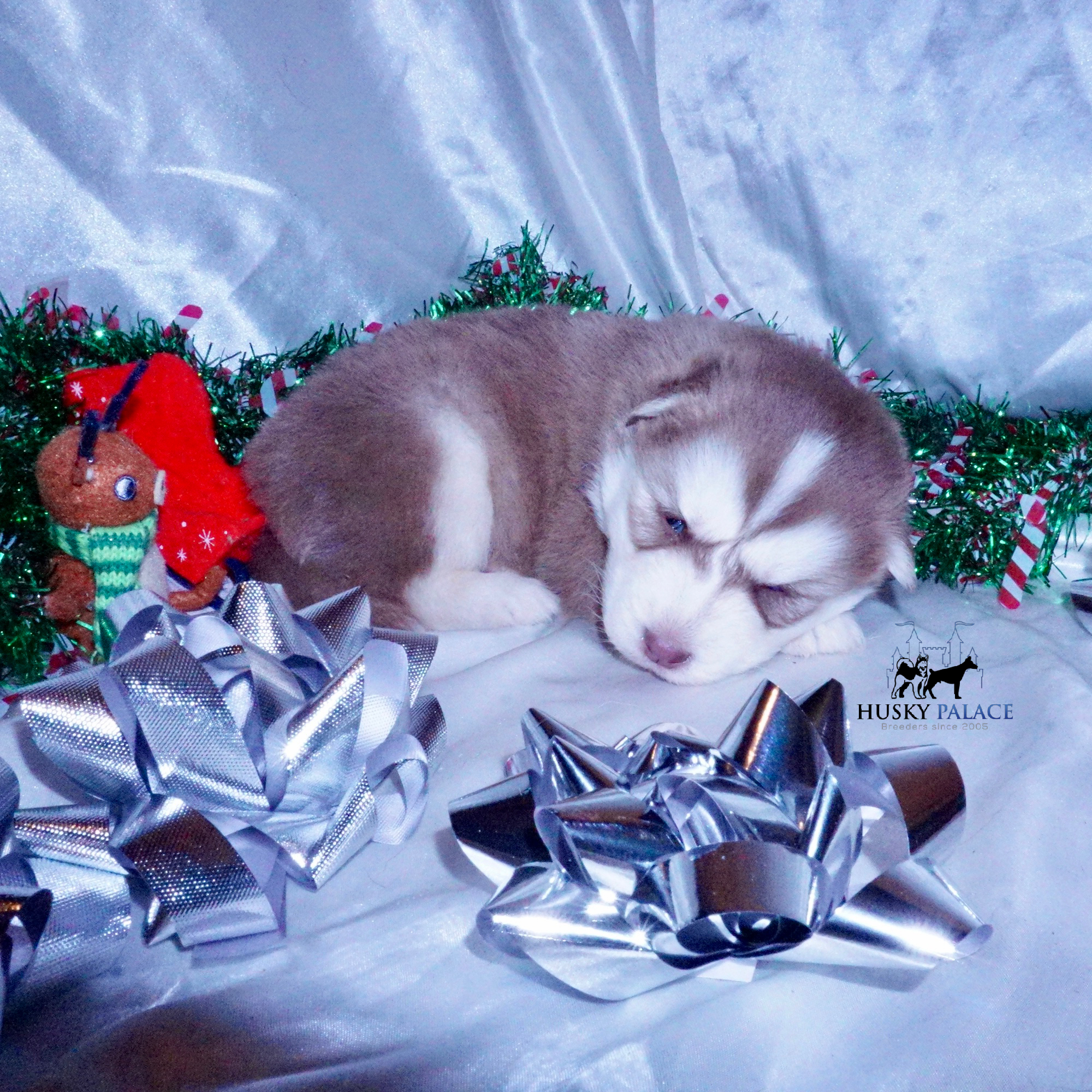 Siberian Husky Puppies For Sale ryan sc Siberian Husky Puppies For Sale