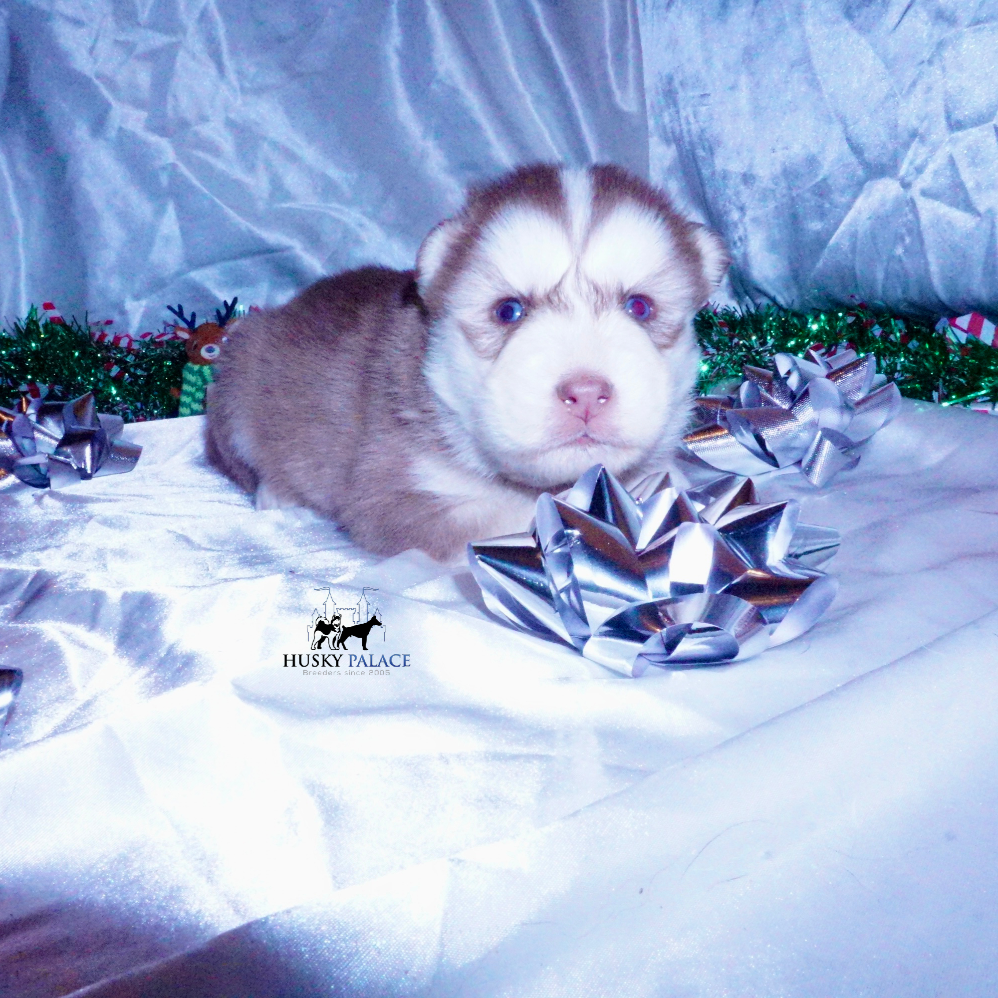 Siberian Husky Puppies For Sale ryan tn Siberian Husky Puppies For Sale