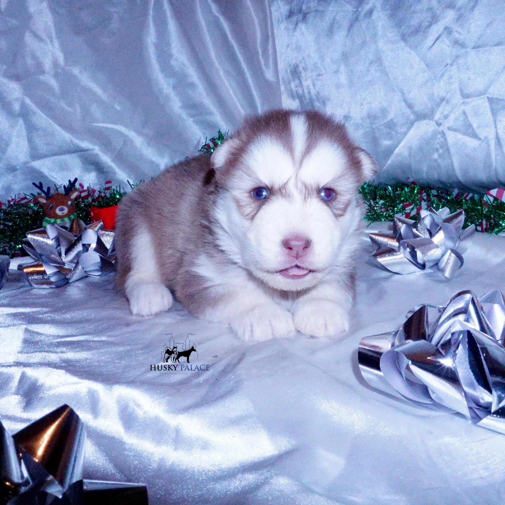 Siberian Husky Puppies For Sale – ryan Siberian Husky Puppies For Sale