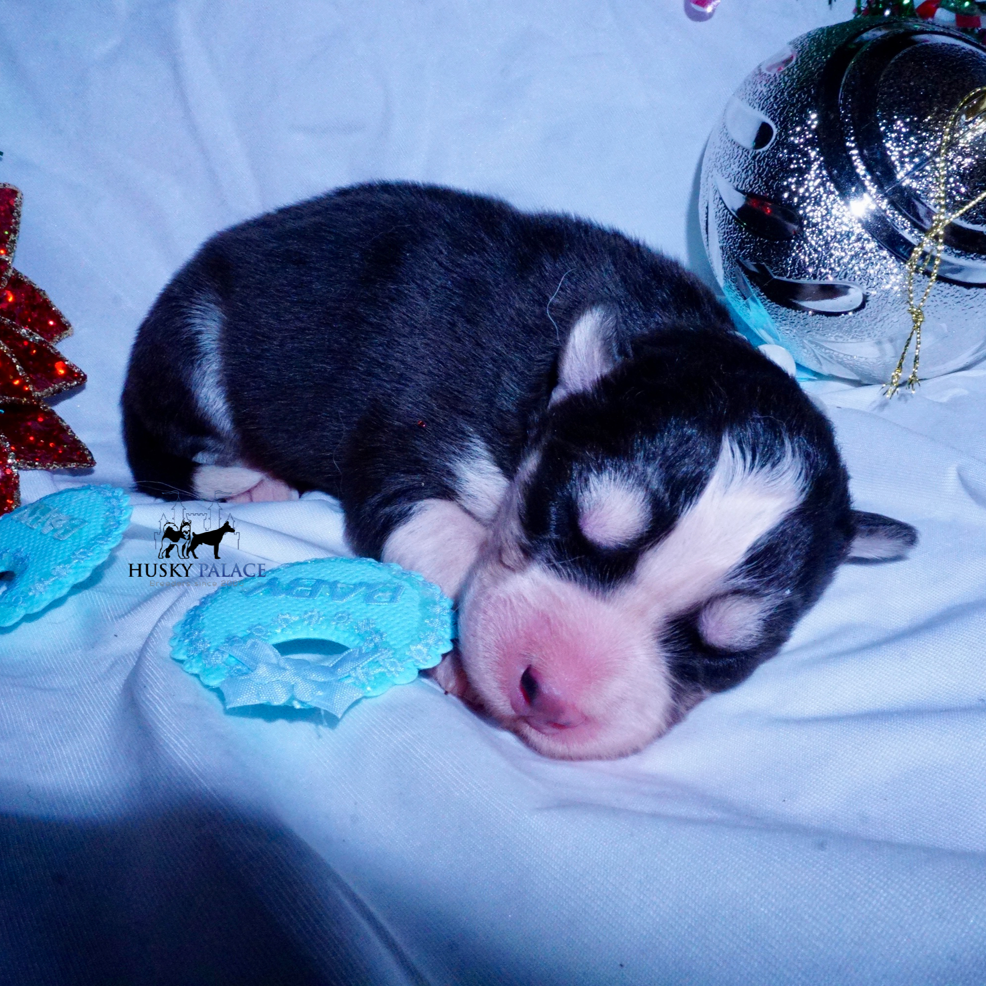 Siberian Husky Puppies For Sale, tim Siberian Husky Puppies For Sale