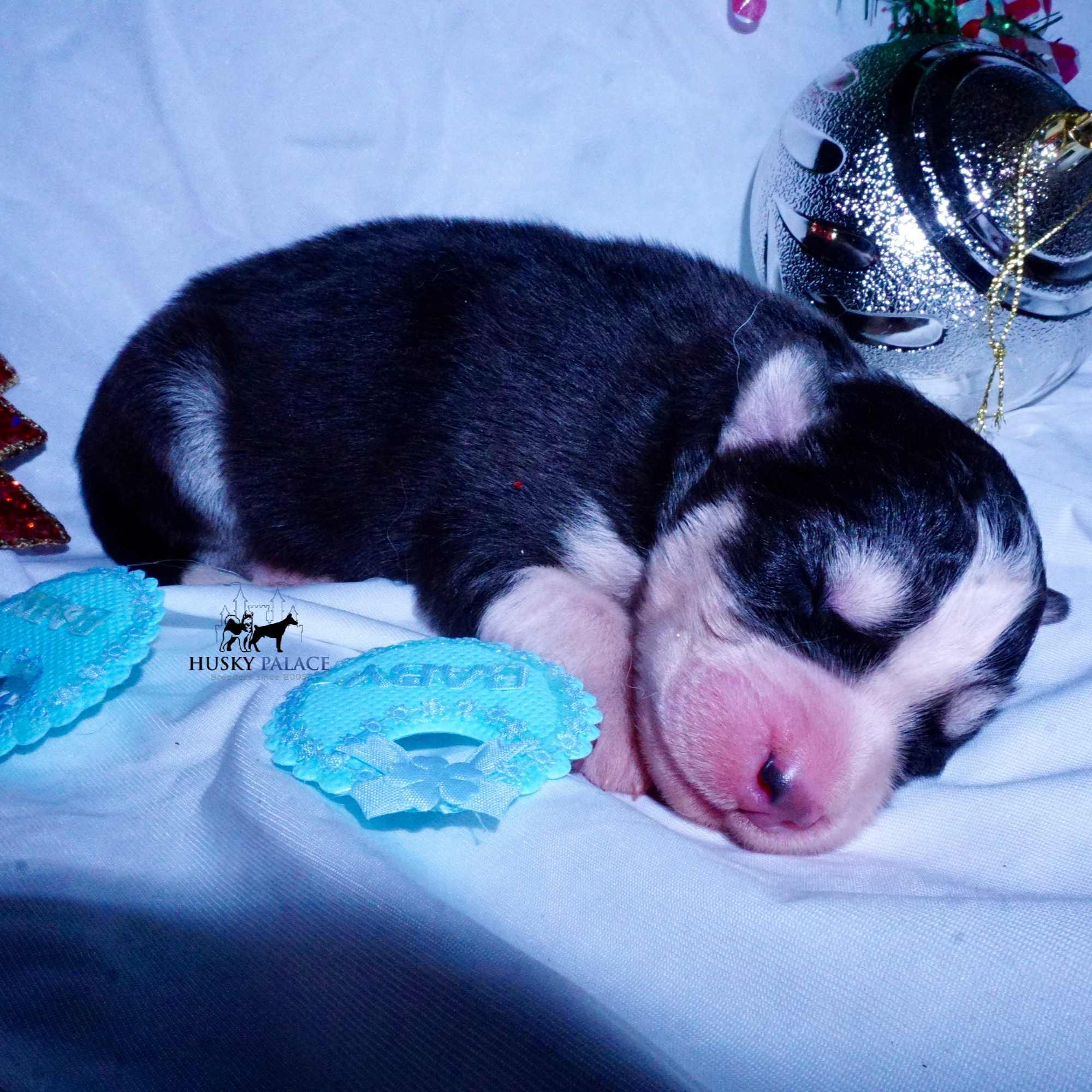 Siberian Husky Puppies For Sale tim Siberian Husky Puppies For Sale