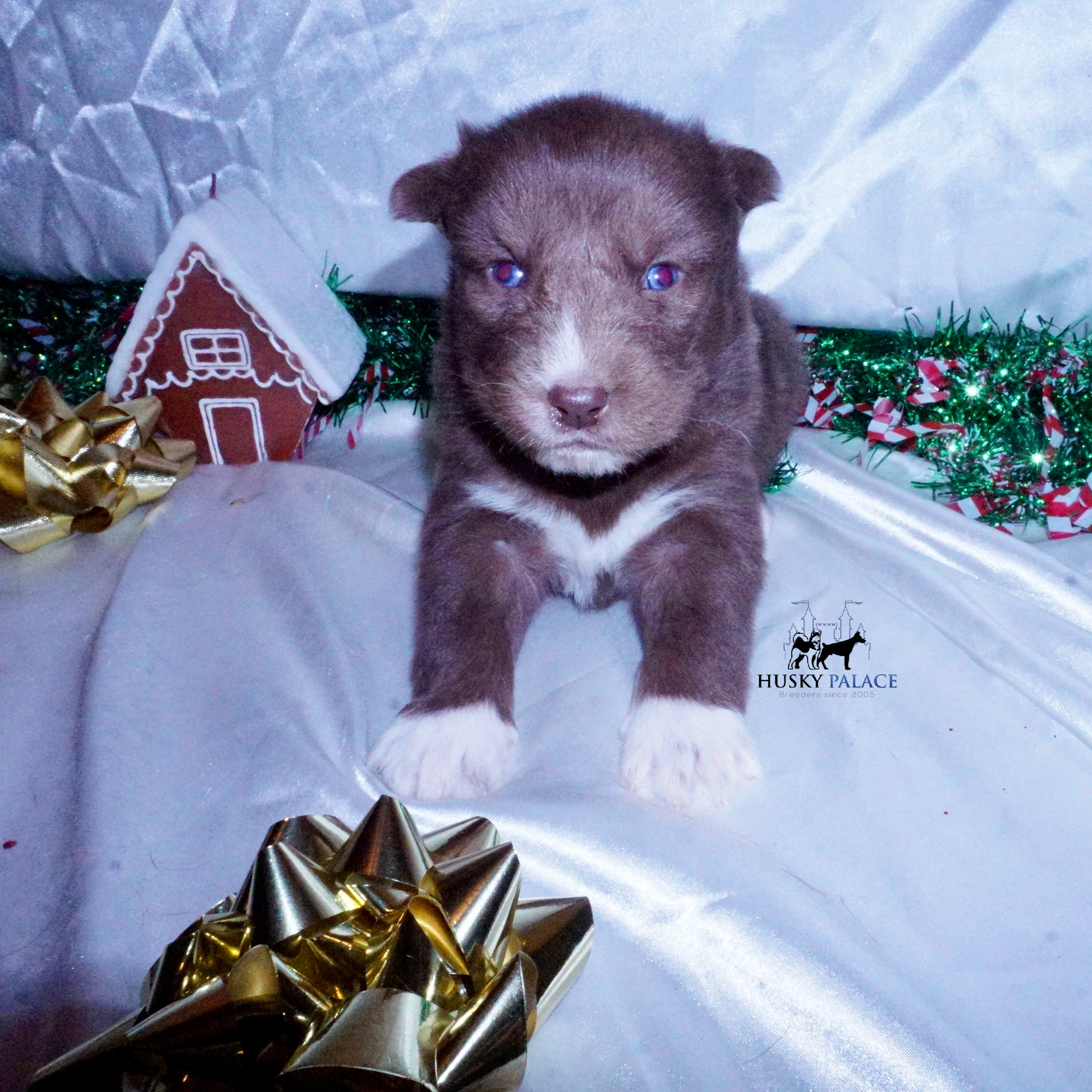 Siberian Husky Puppies For Sale