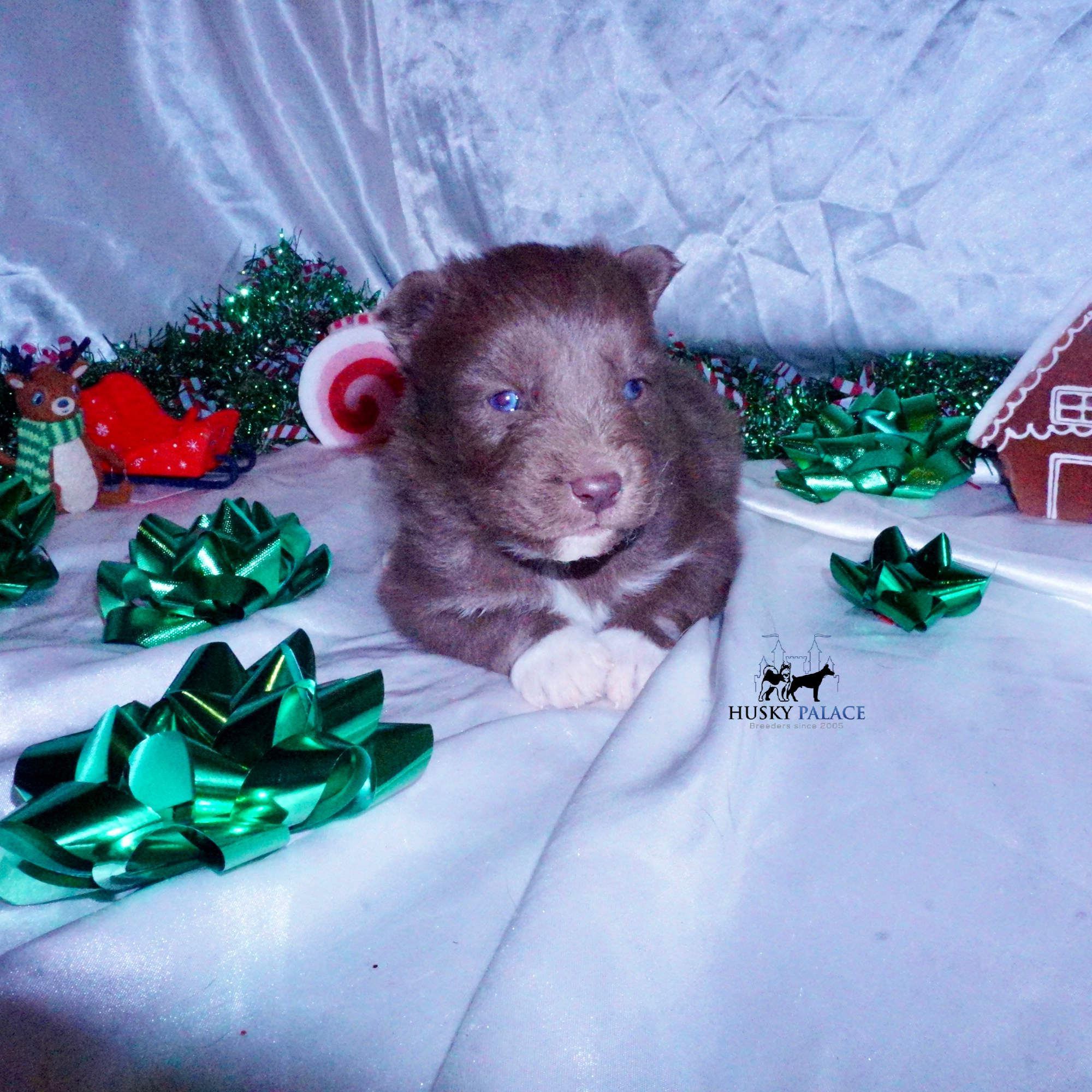 Siberian Husky Puppies For Sale