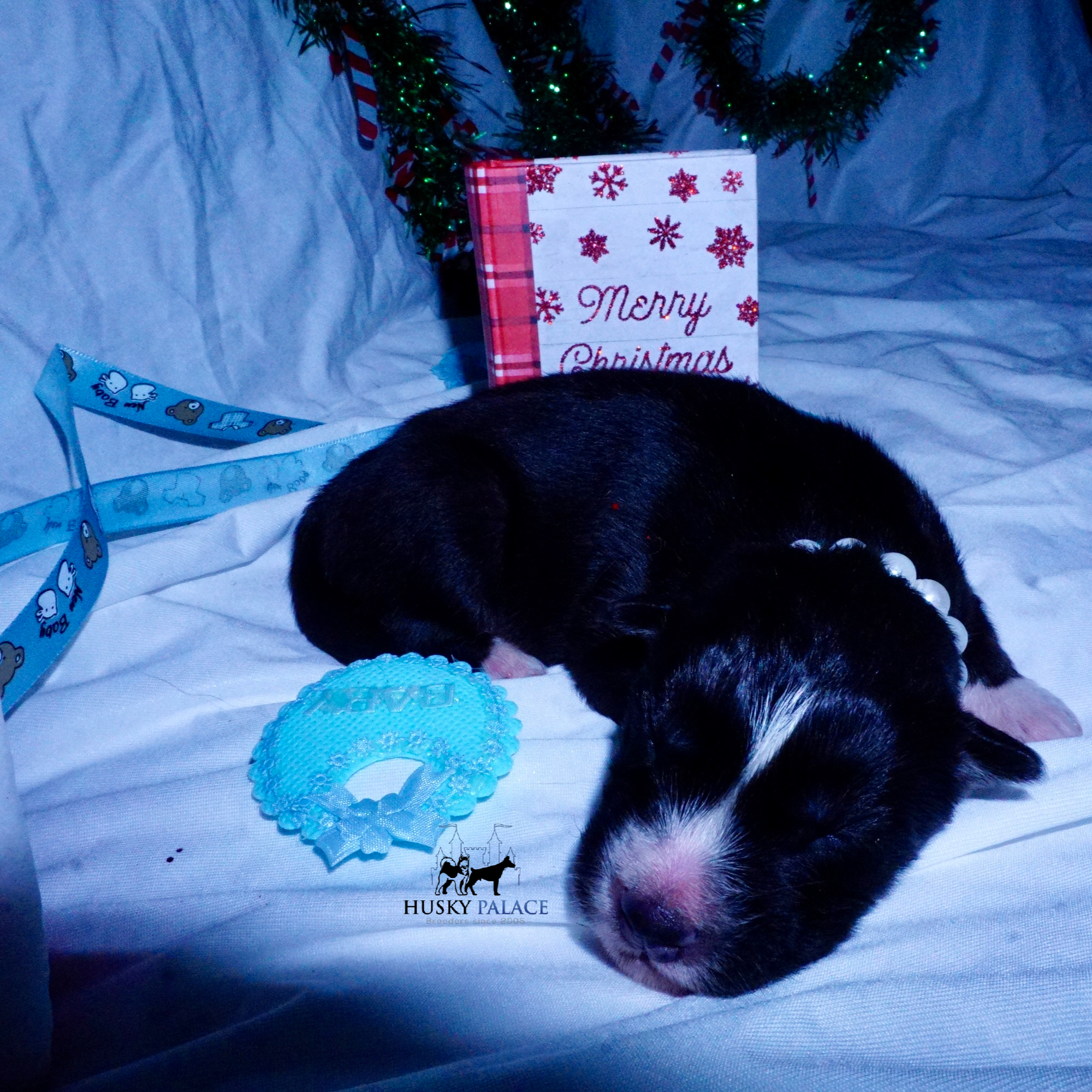 Siberian Husky Puppies For Sale wade Siberian Husky Puppies For Sale