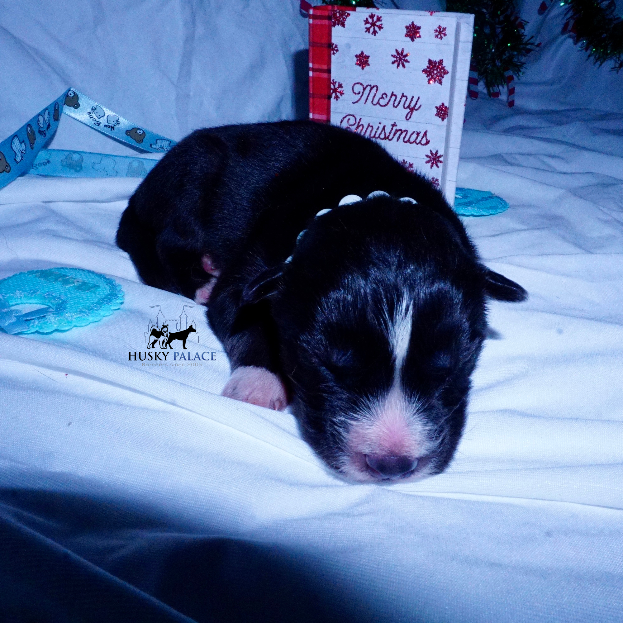 Siberian Husky Puppies For Sale, wade Siberian Husky Puppies For Sale