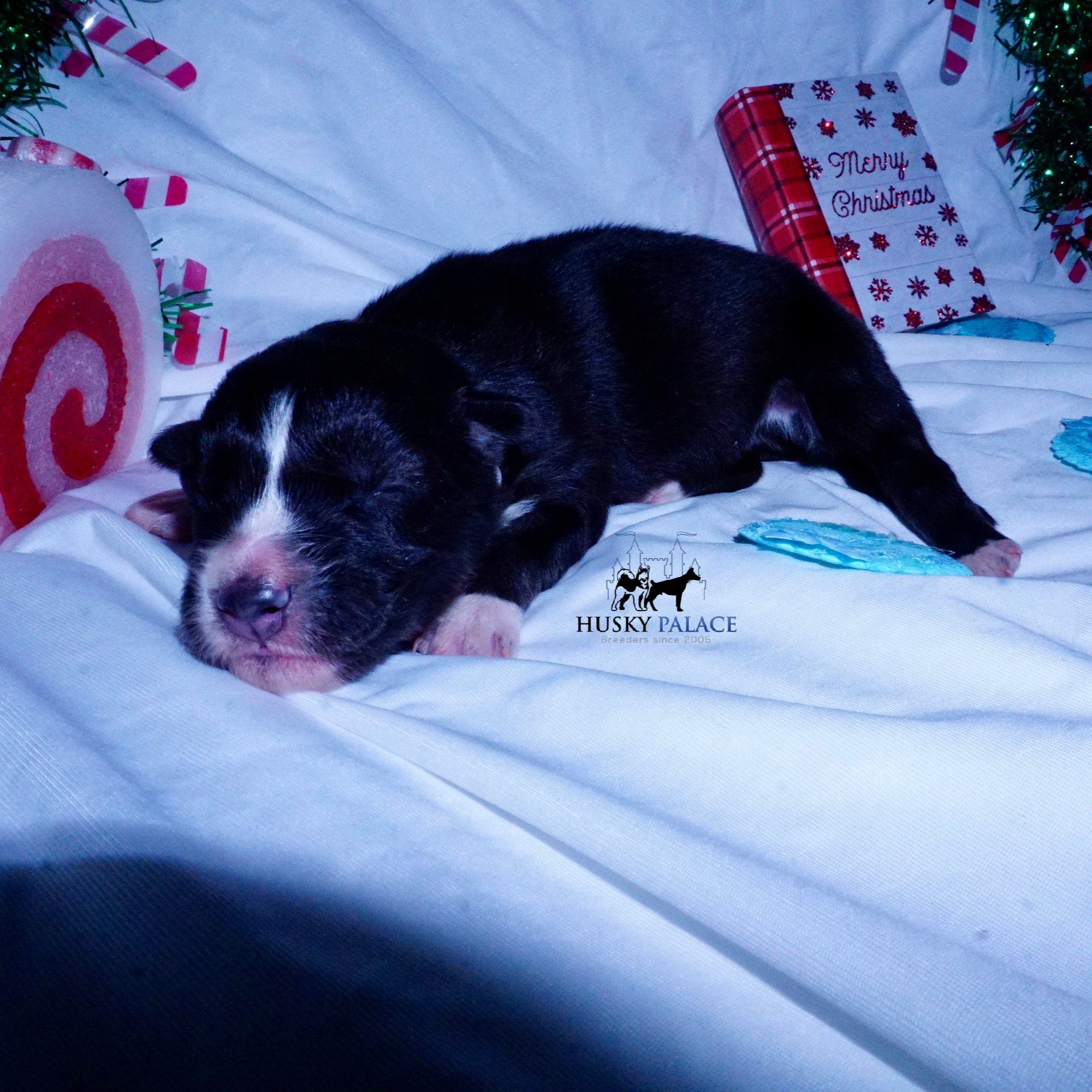 Siberian Husky Puppies For Sale – wade Siberian Husky Puppies For Sale