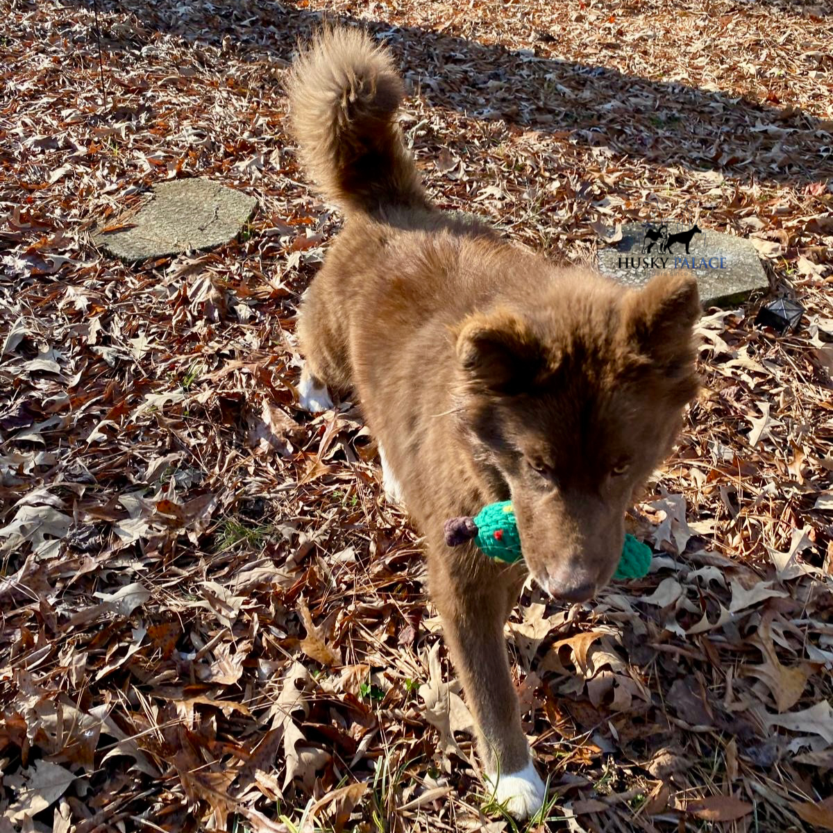 Solid Brown Husky anderson sc Solid Brown Husky