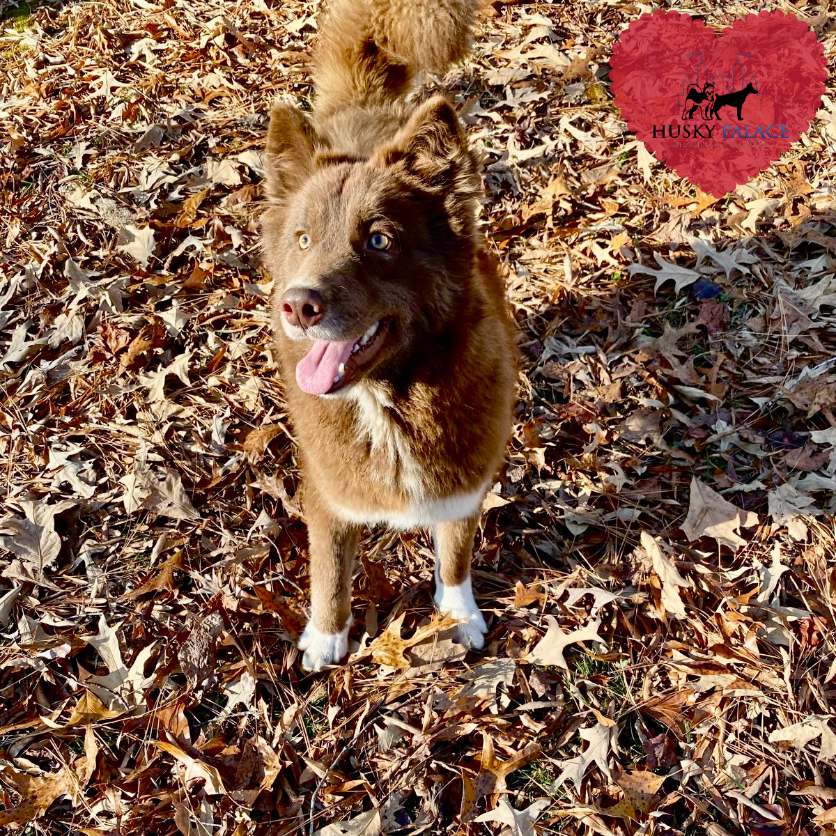 Solid Brown Husky asheboro nc Solid Brown Husky