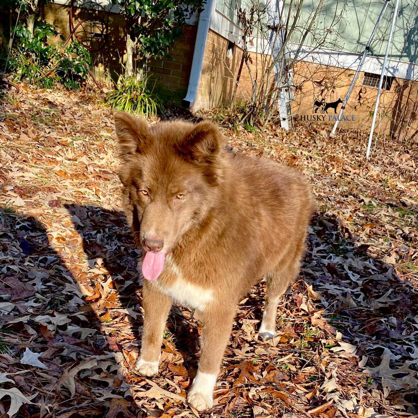 Solid Brown Husky ca Solid Brown Husky