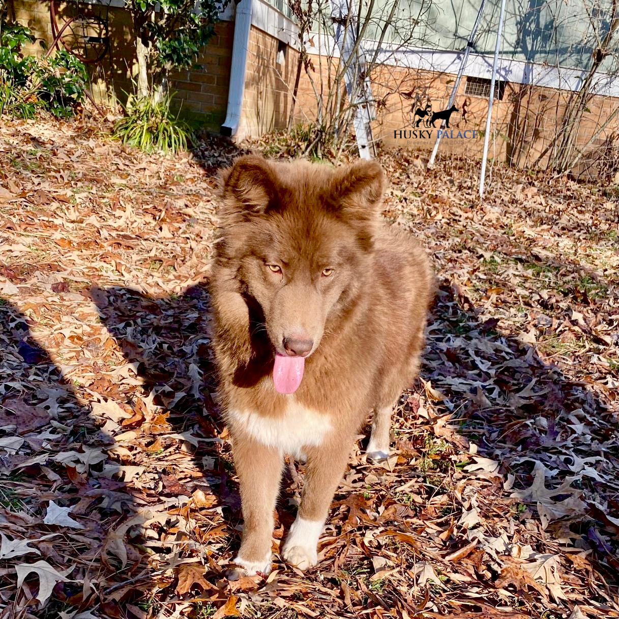 Solid Brown Husky charlotte nc Solid Brown Husky