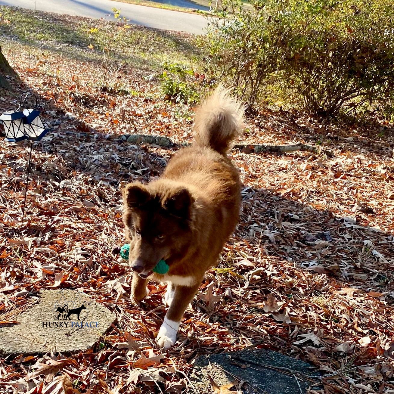 Solid Brown Husky greensboro nc Solid Brown Husky