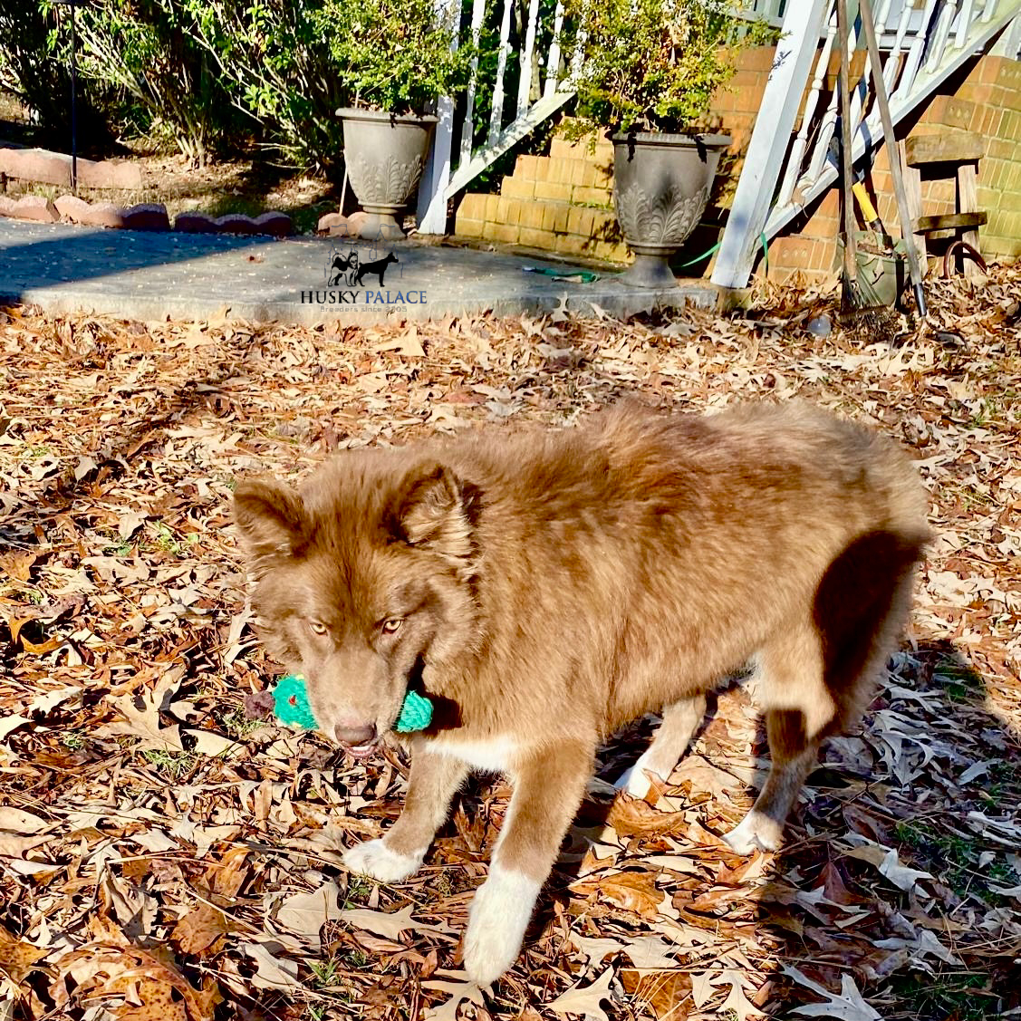 Solid Brown Husky penleton sc Solid Brown Husky