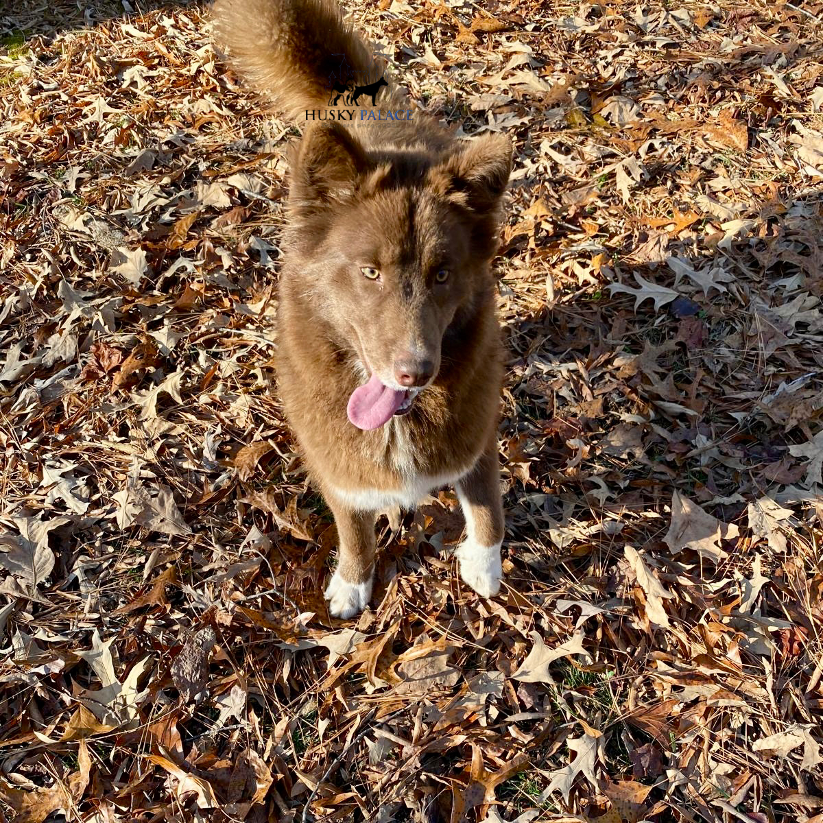 Solid Brown Husky raleigh nc
