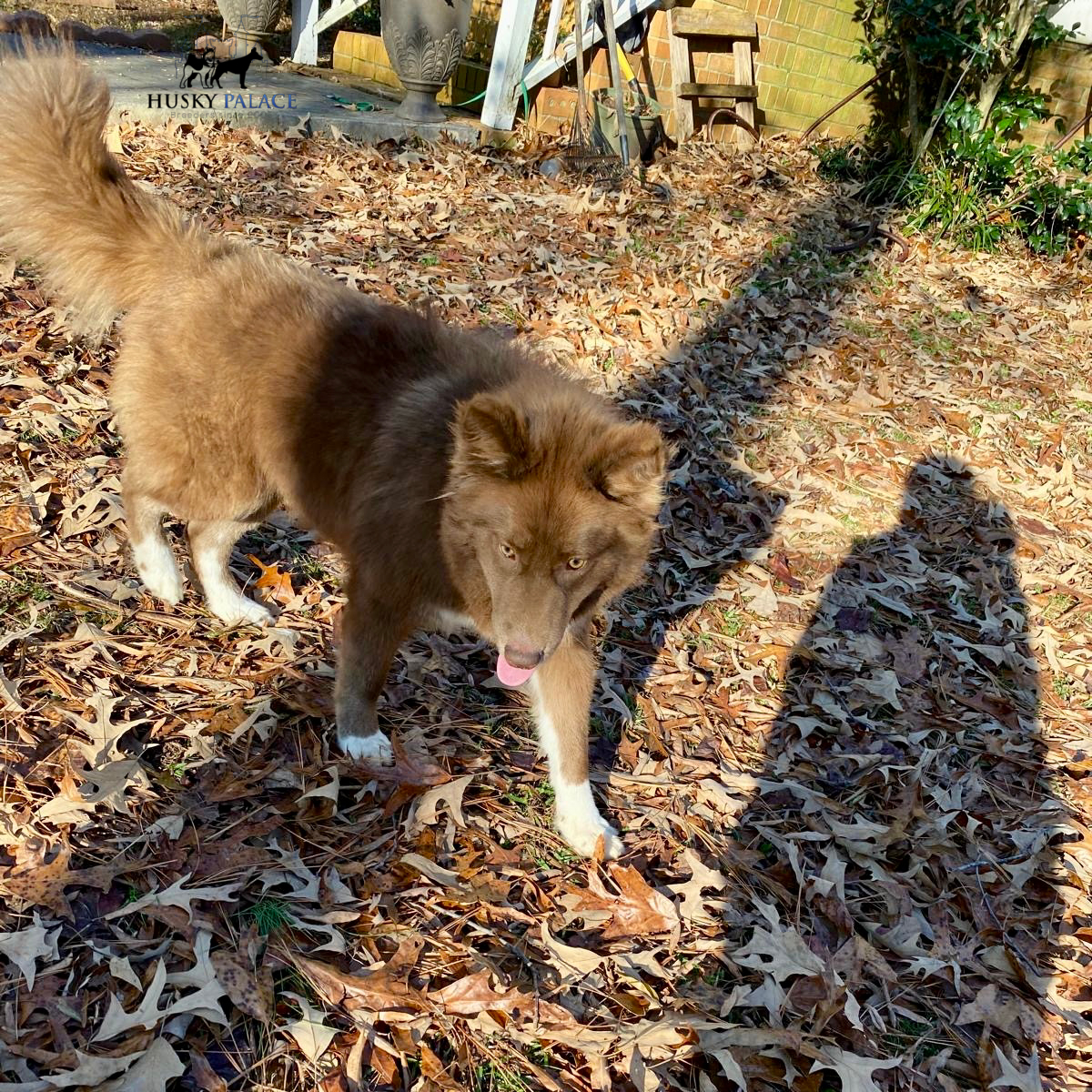 Solid Brown Husky sanford nc
