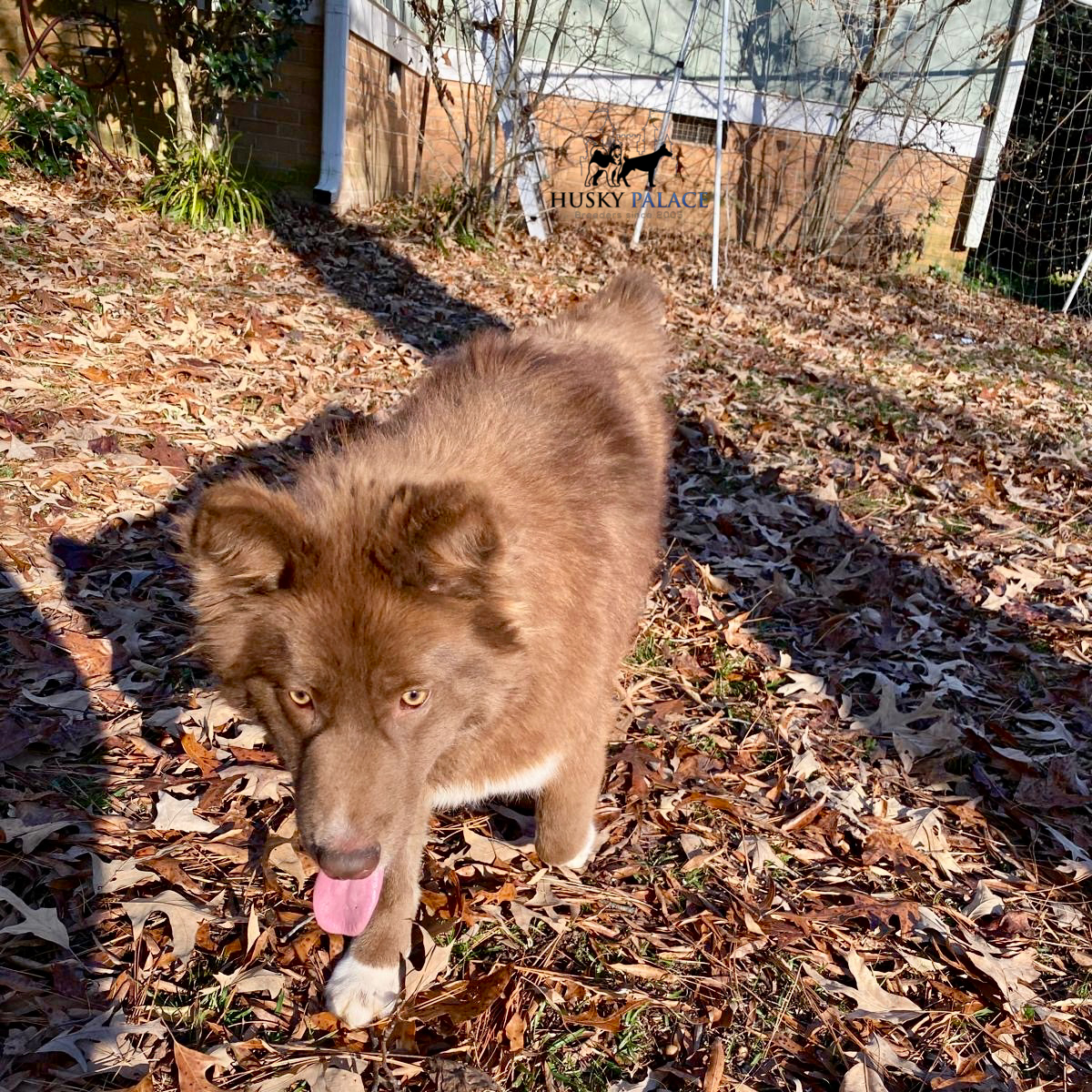 Solid Brown Husky wa