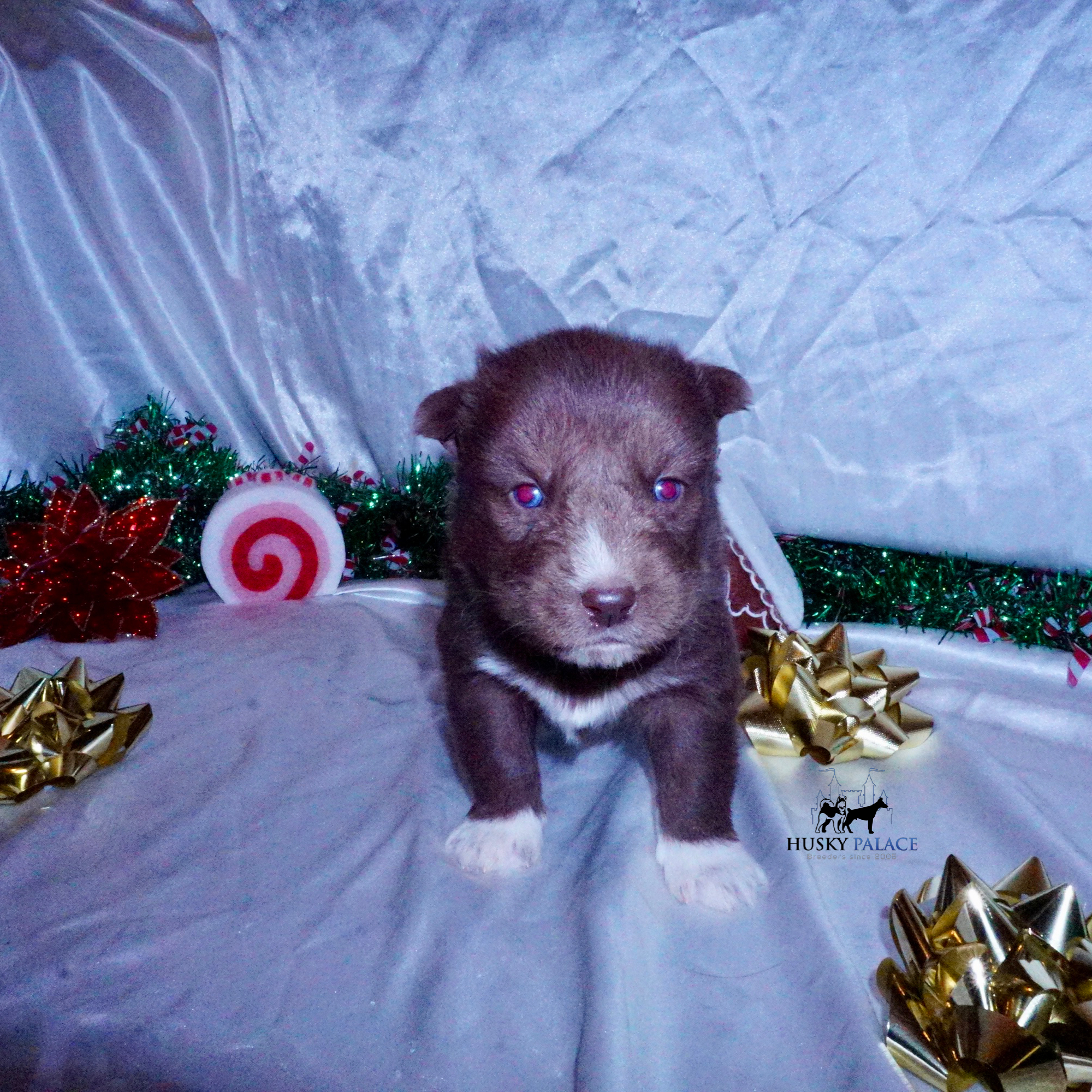 Siberian Husky Puppies For Sale