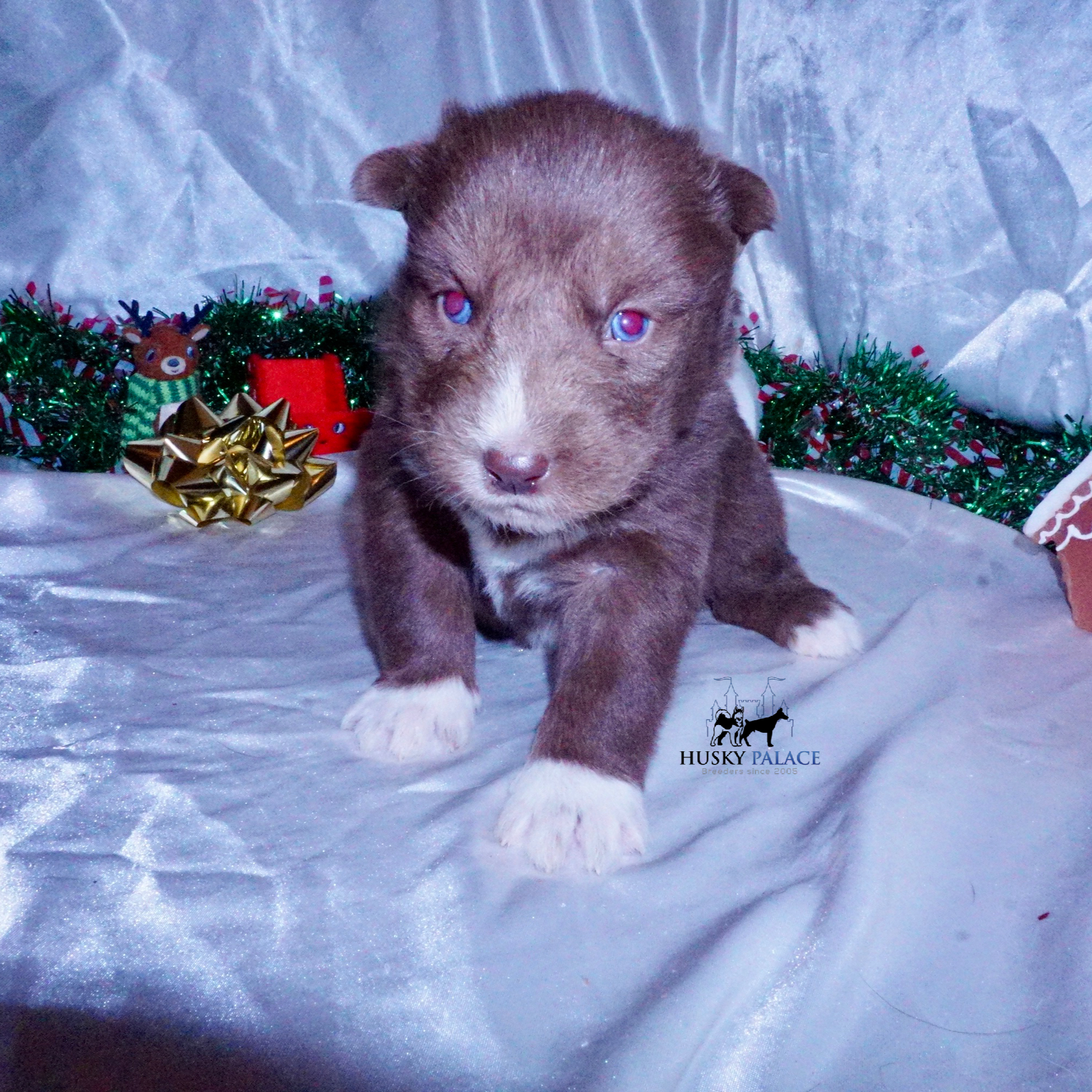 Siberian Husky Puppies For Sale