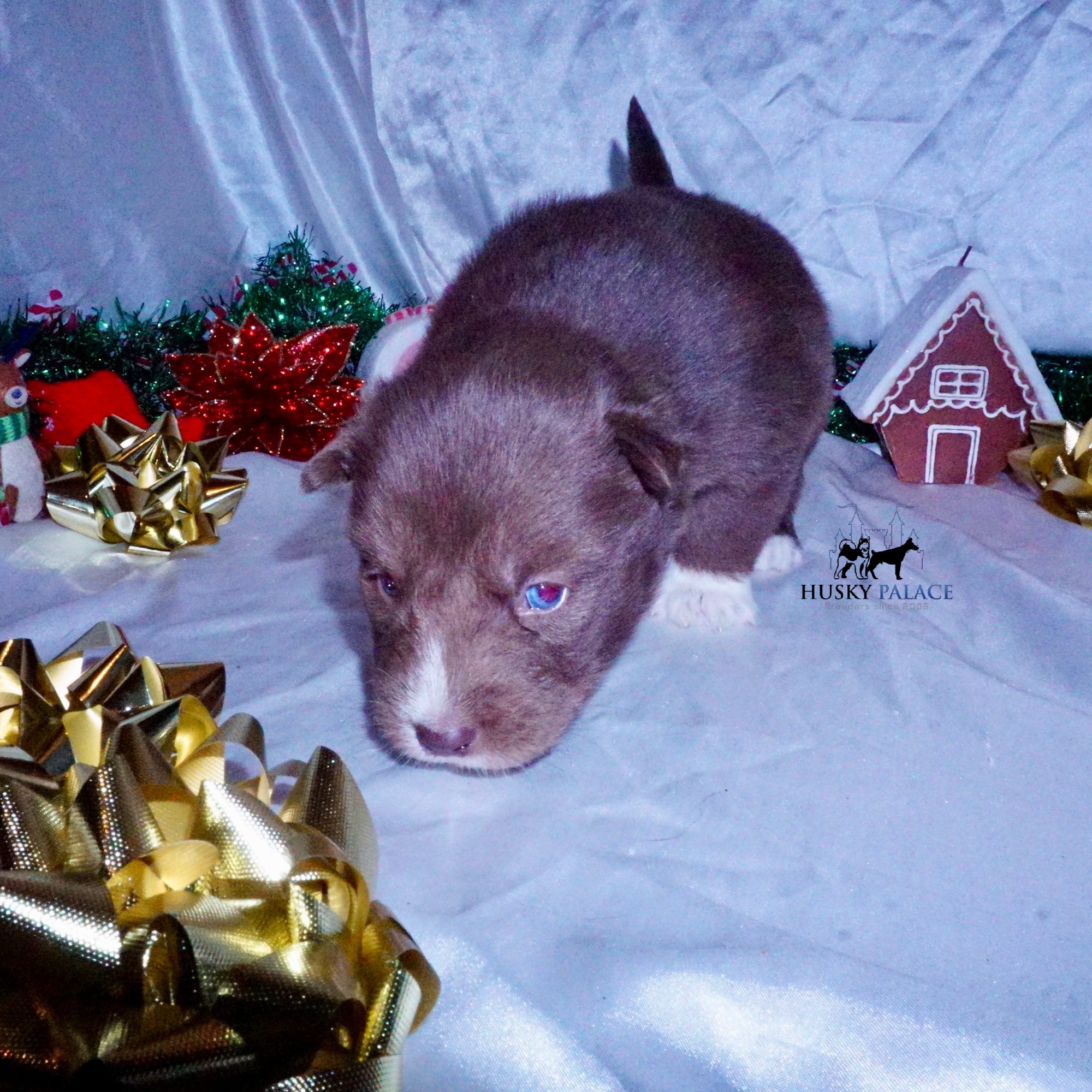 Siberian Husky Puppies For Sale