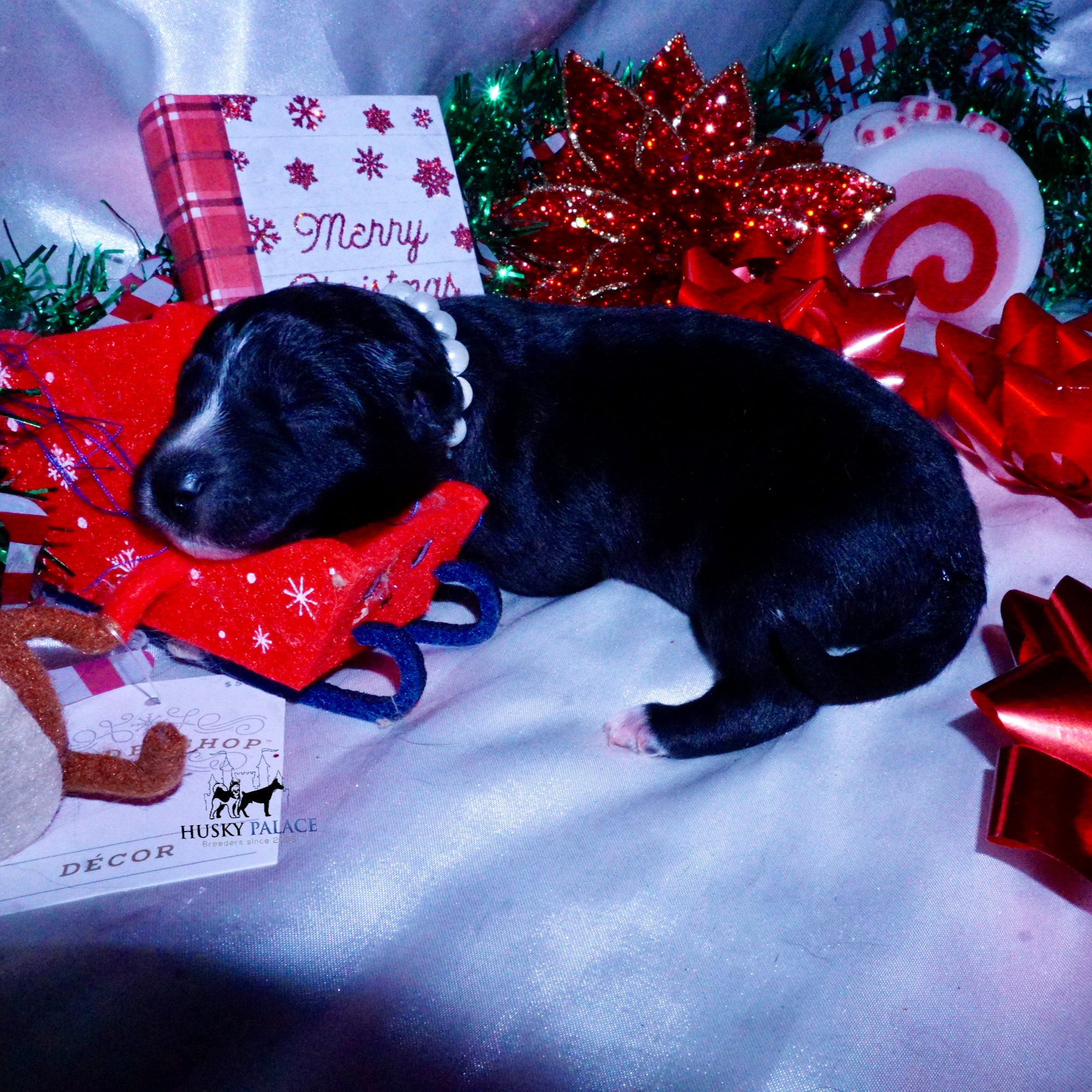 Siberian Husky Puppies For Sale