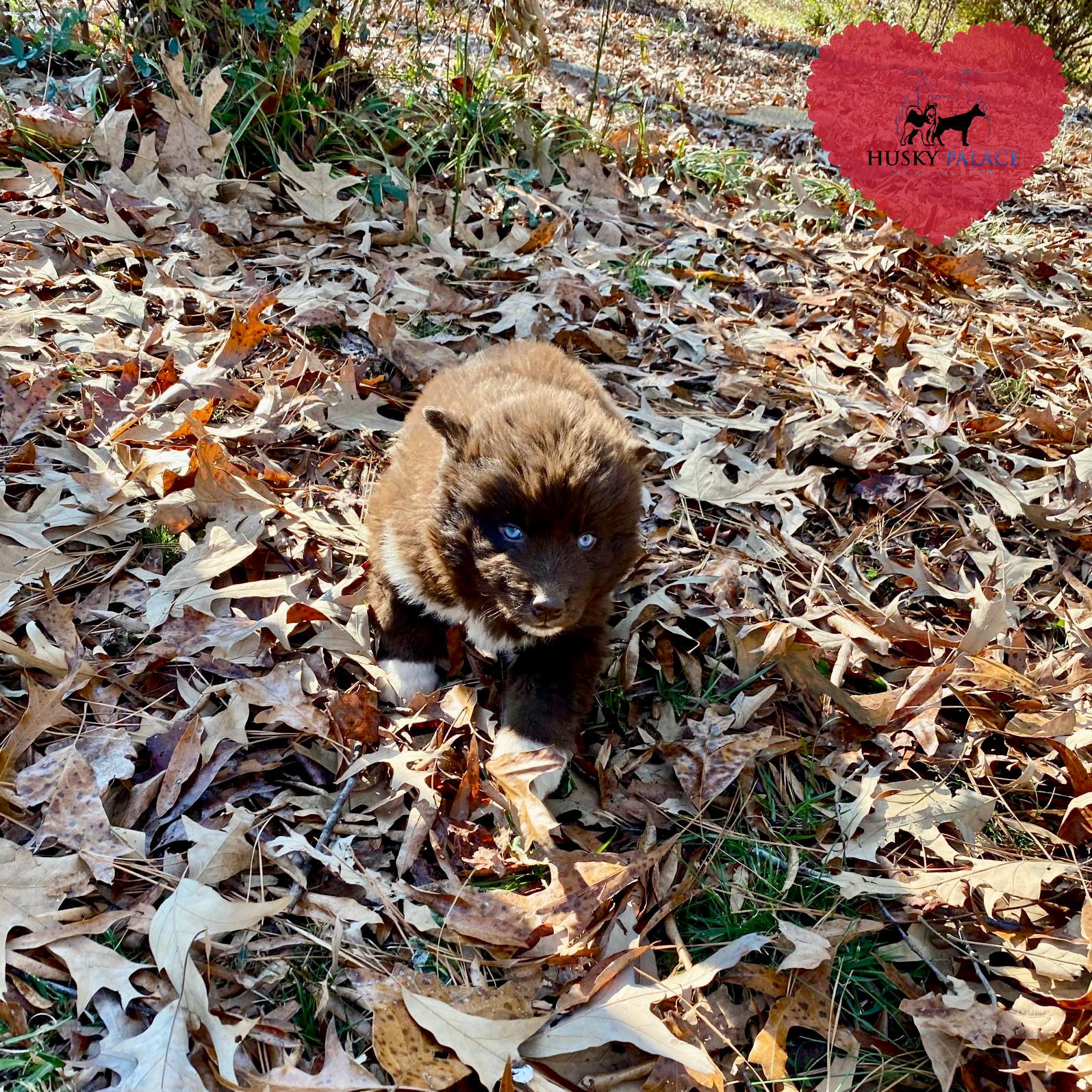 marcel AKC Husky Puppies AKC Husky Puppies