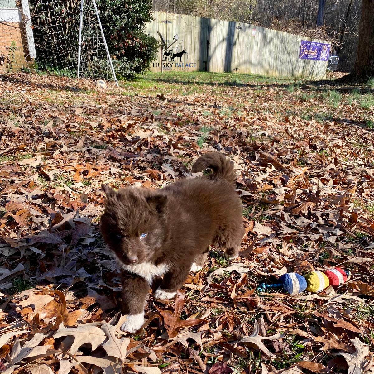 marcel – AKC Husky Puppies AKC Husky Puppies