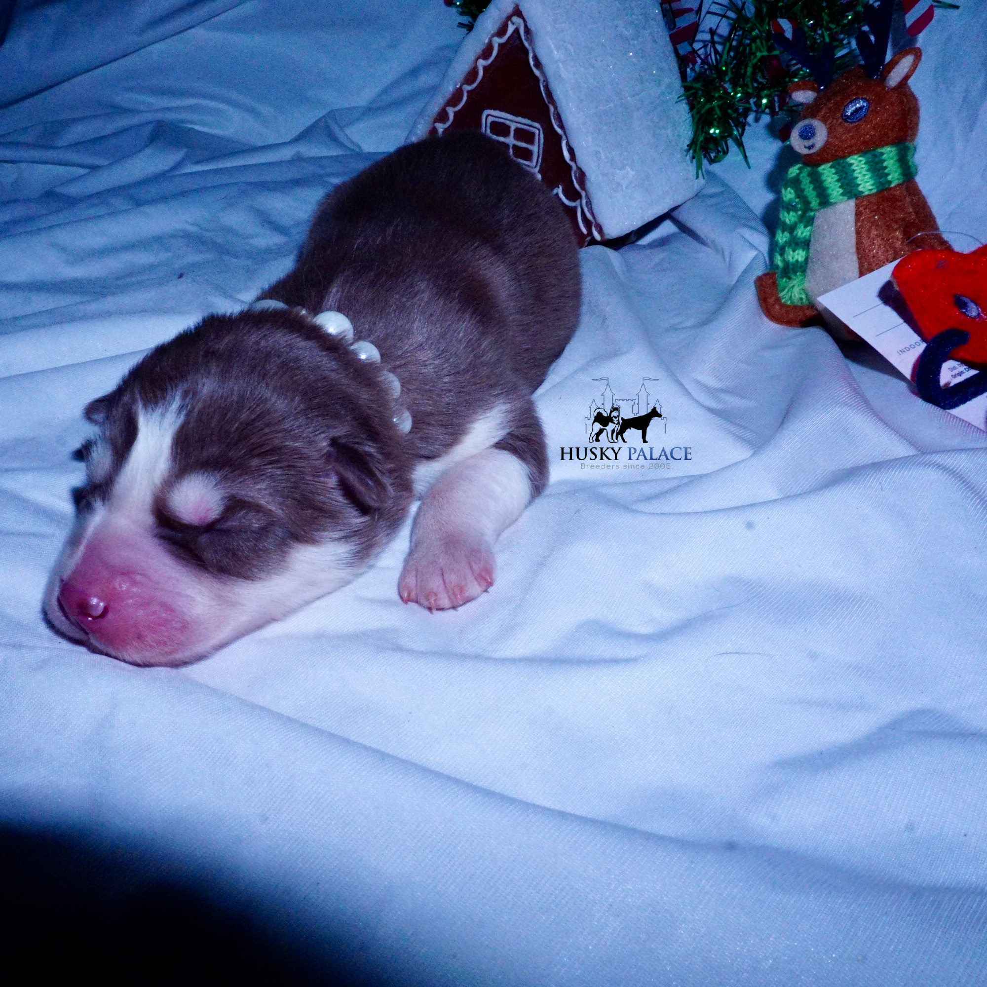 Siberian Husky Puppies For Sale