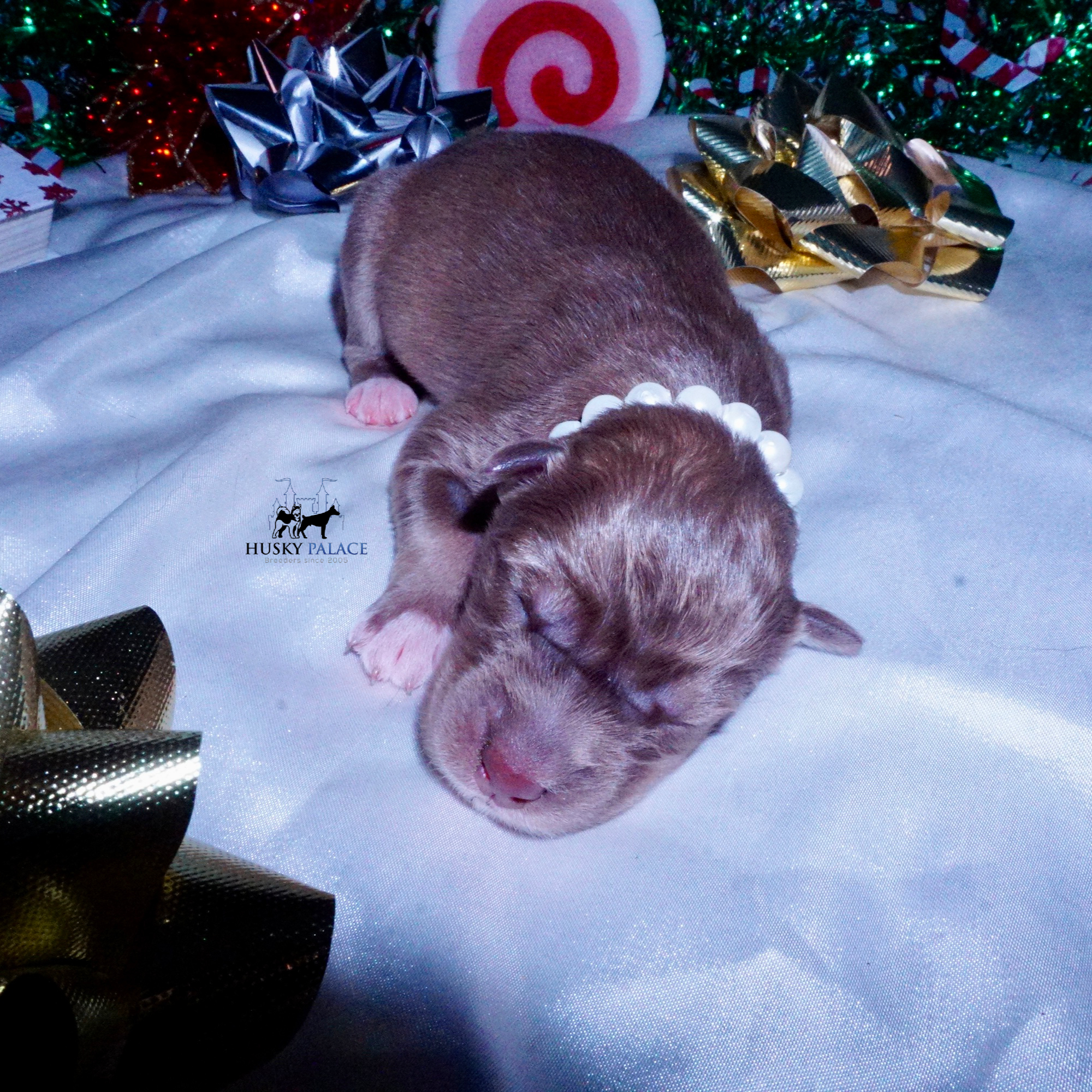 Siberian Husky Puppies For Sale