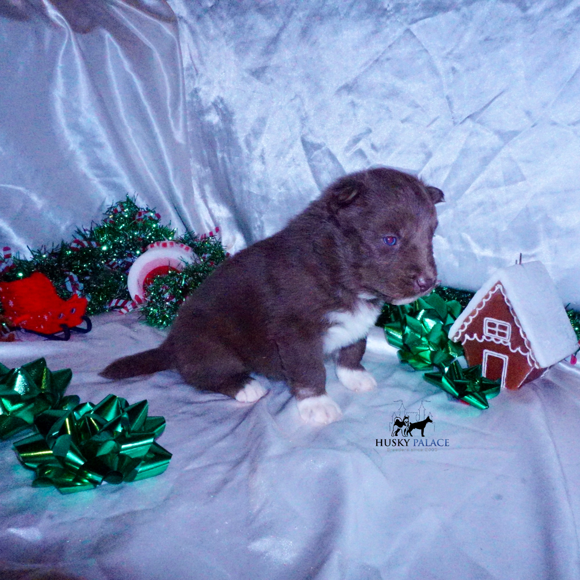 Siberian Husky Puppies For Sale