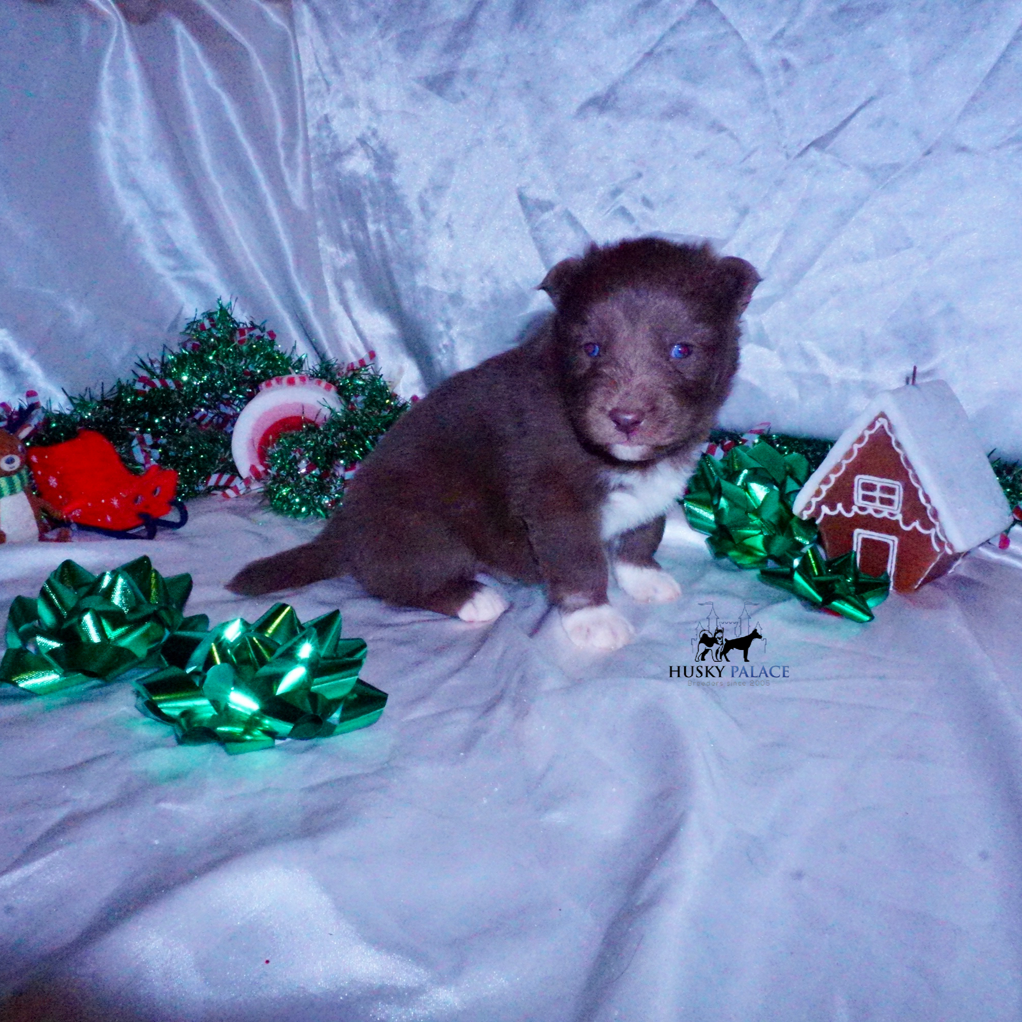 Siberian Husky Puppies For Sale