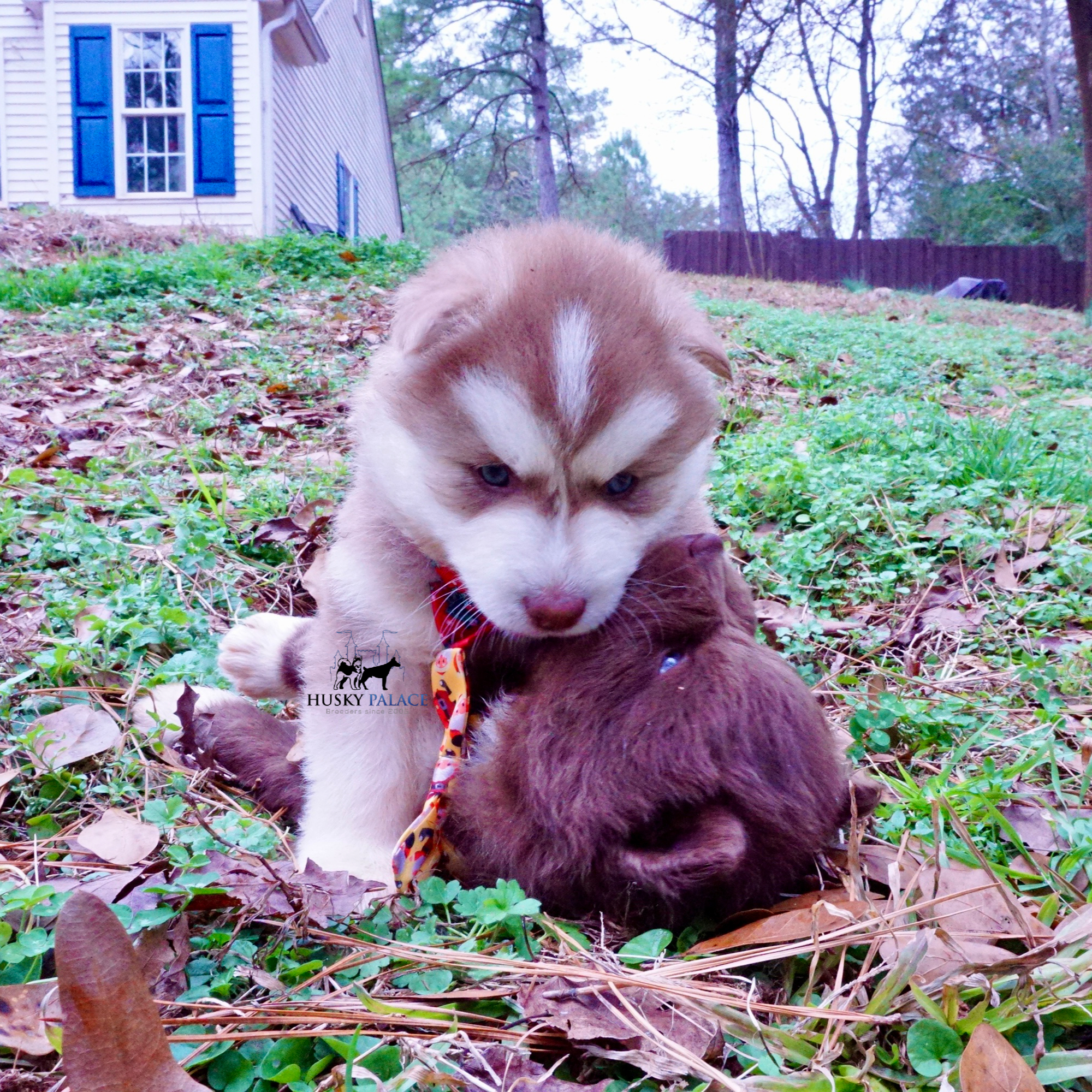 ryan Red Siberian Husky Red Siberian Husky