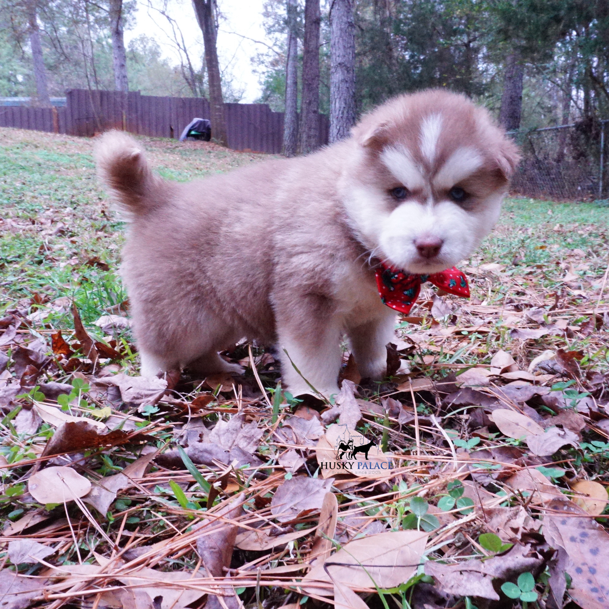 ryan, Red Siberian Husky Red Siberian Husky