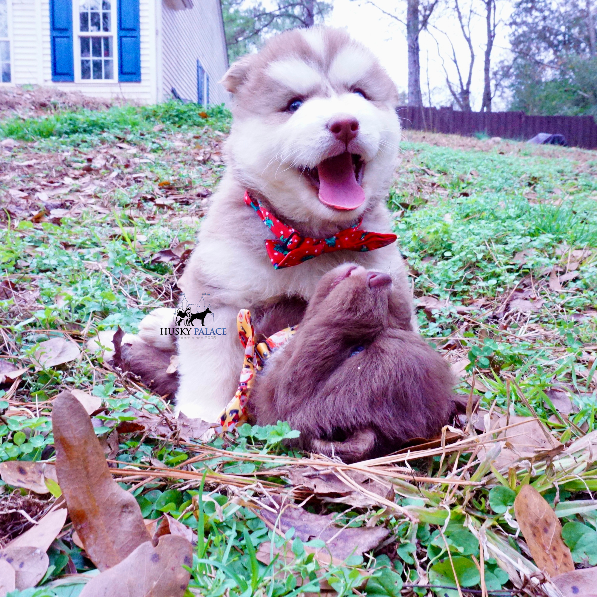 ryan – Red Siberian Husky Red Siberian Husky