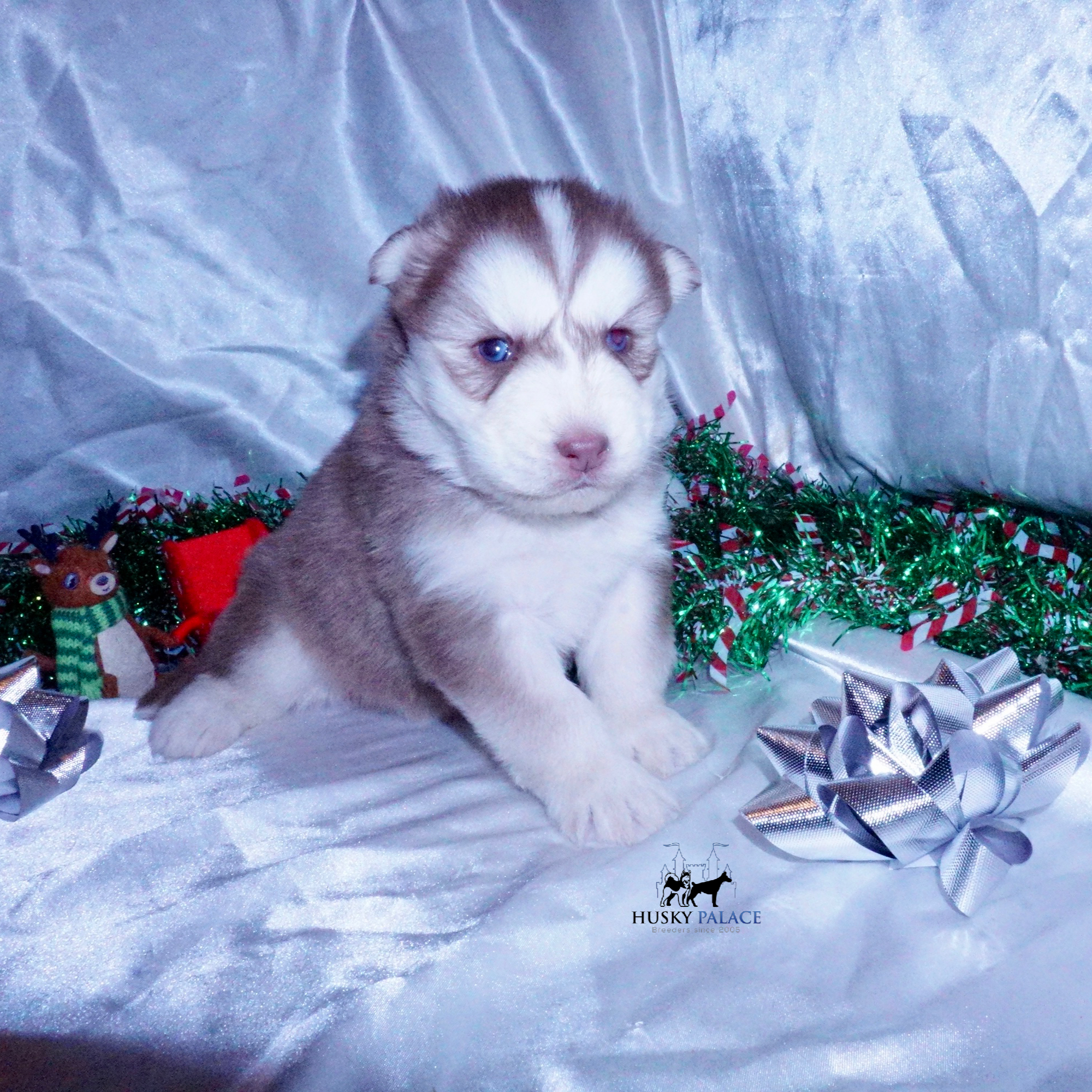 ryan , Siberian Husky Puppies For Sale Siberian Husky Puppies For Sale