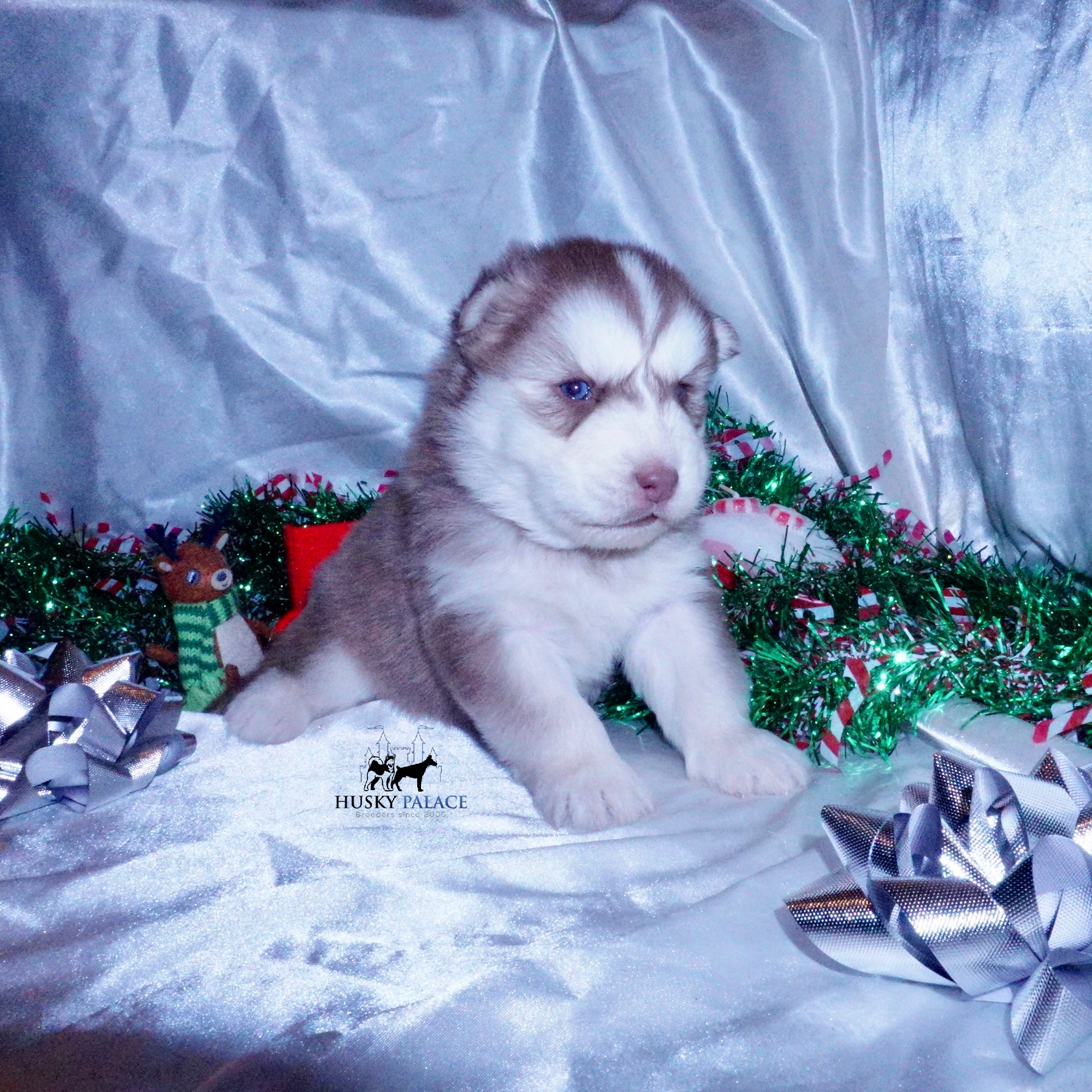 ryan Siberian Husky Puppies For Sale Siberian Husky Puppies For Sale