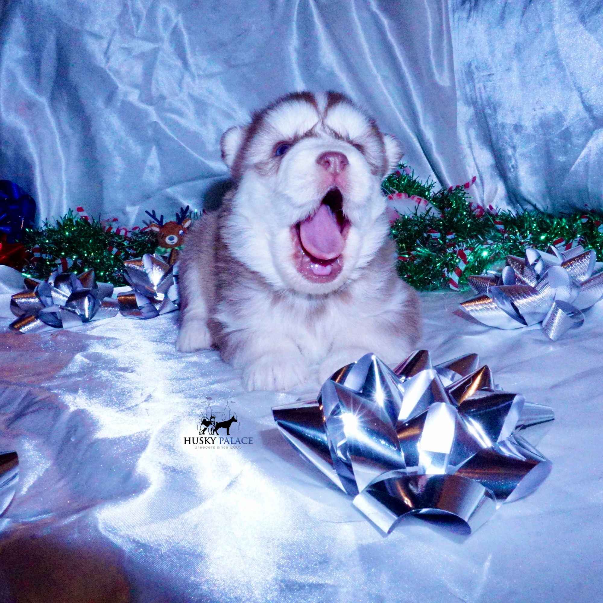 ryan – Siberian Husky Puppies For Sale Siberian Husky Puppies For Sale