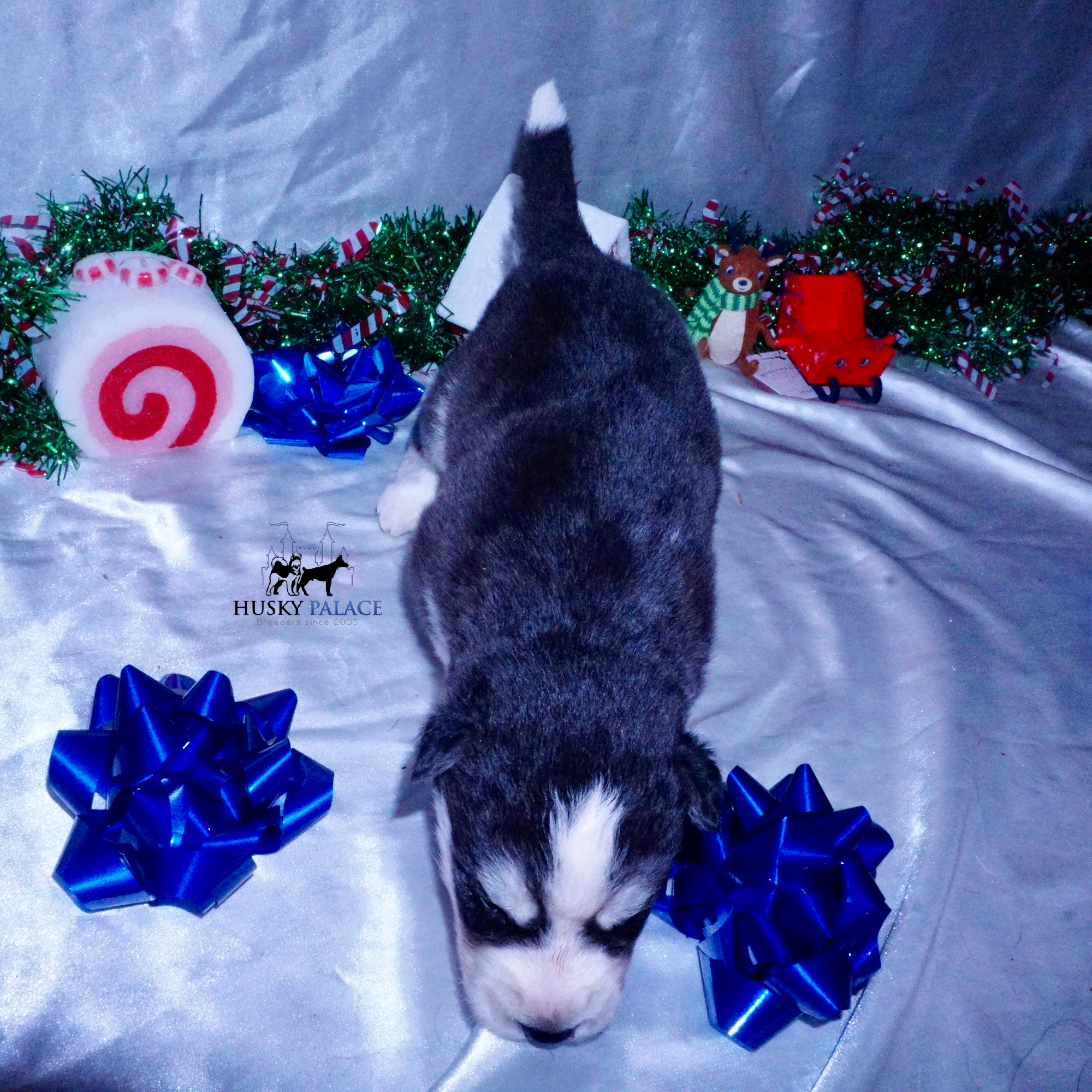 tim – Black:white Husky