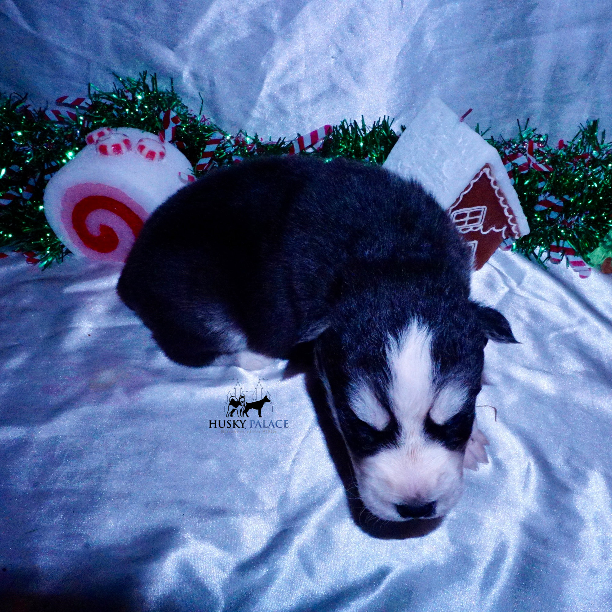 tim Black:white Husky