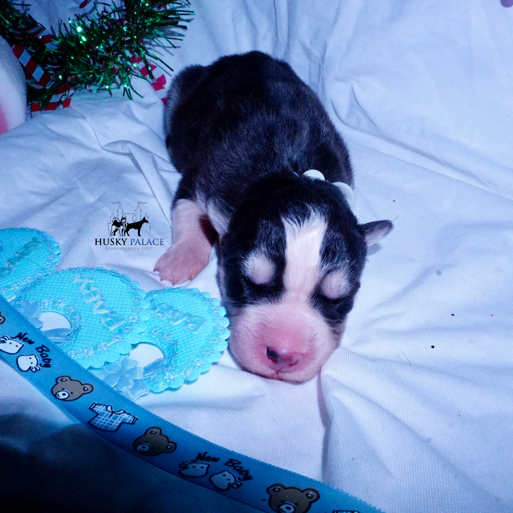 tim Siberian Husky Puppies For Sale Siberian Husky Puppies For Sale