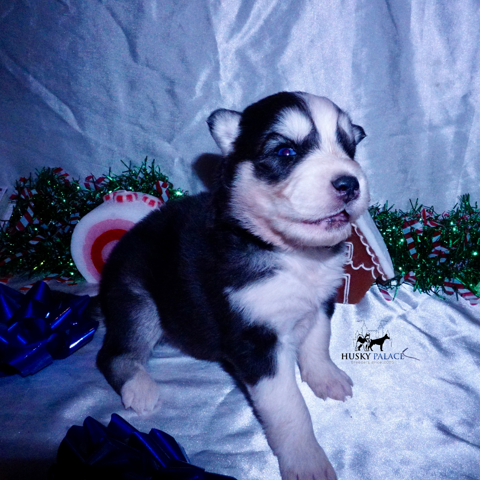 tim. Black:white Husky