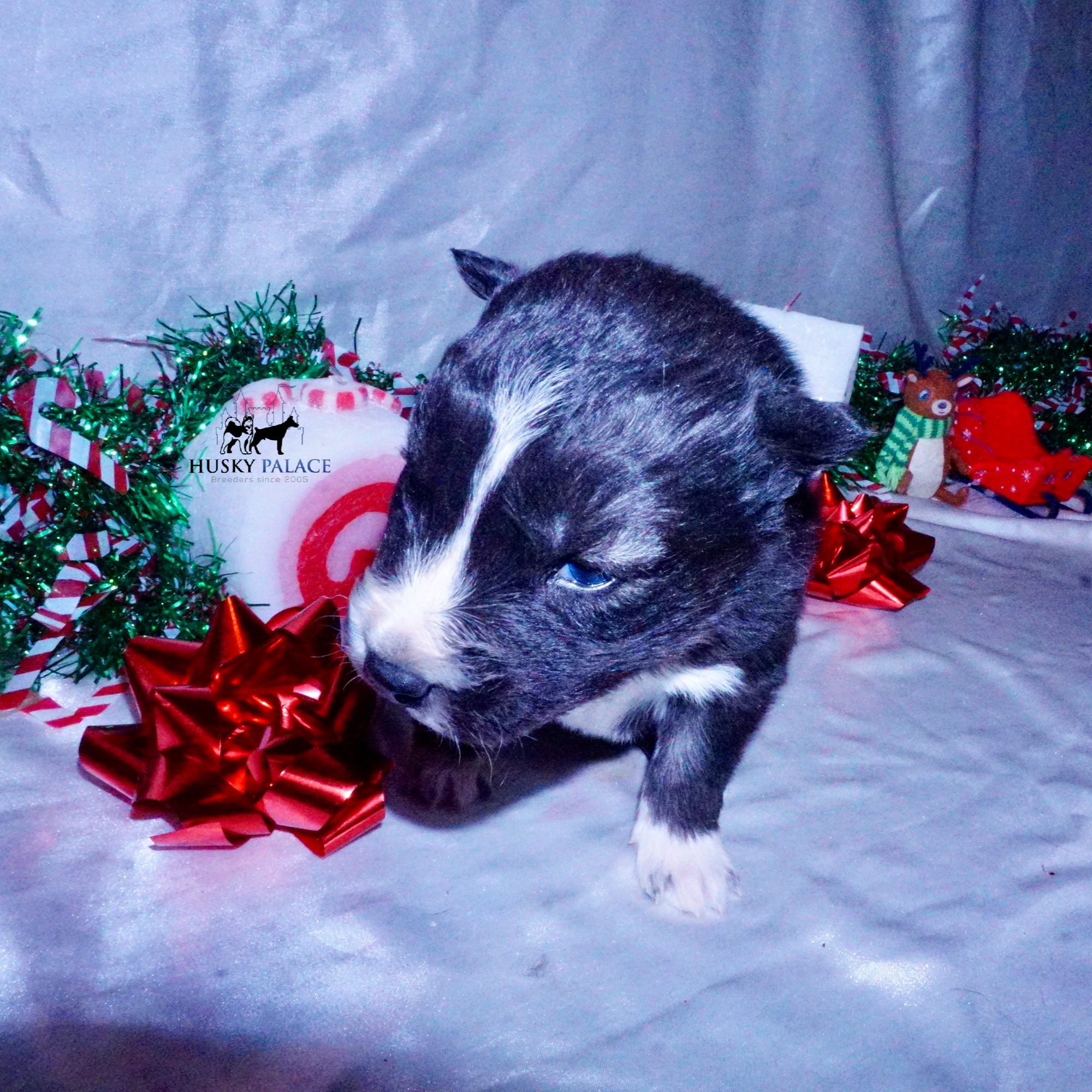 wade – Agouti Husky Puppy Agouti Husky Puppy