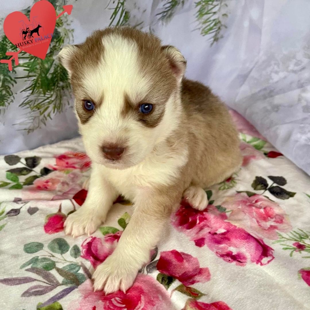 Siberian Husky Puppies In NC