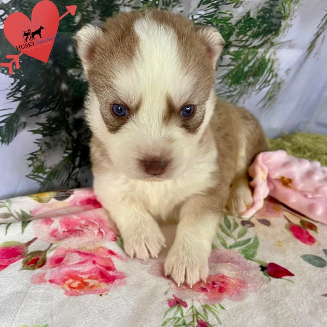 Siberian Husky Puppies In NC
