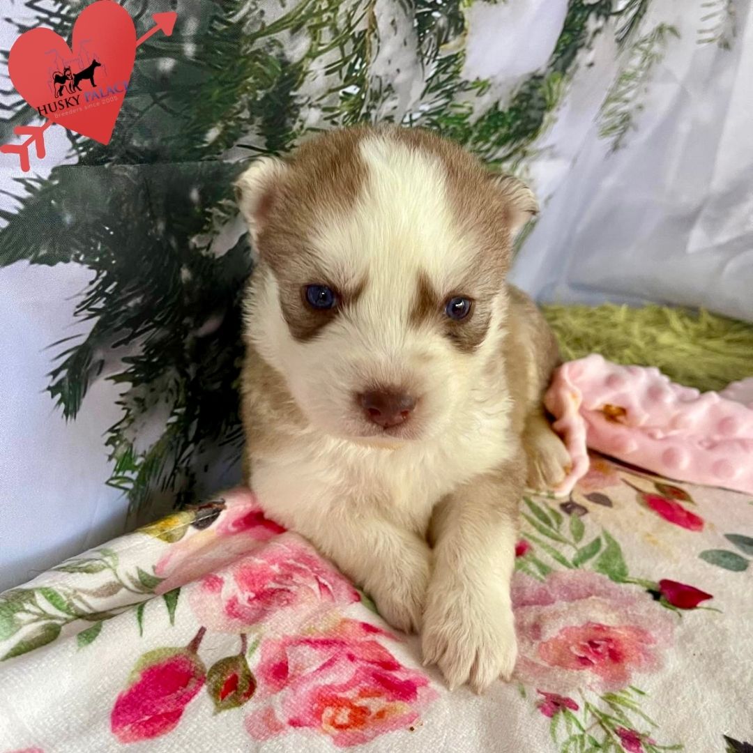 Siberian Husky Puppies In NC