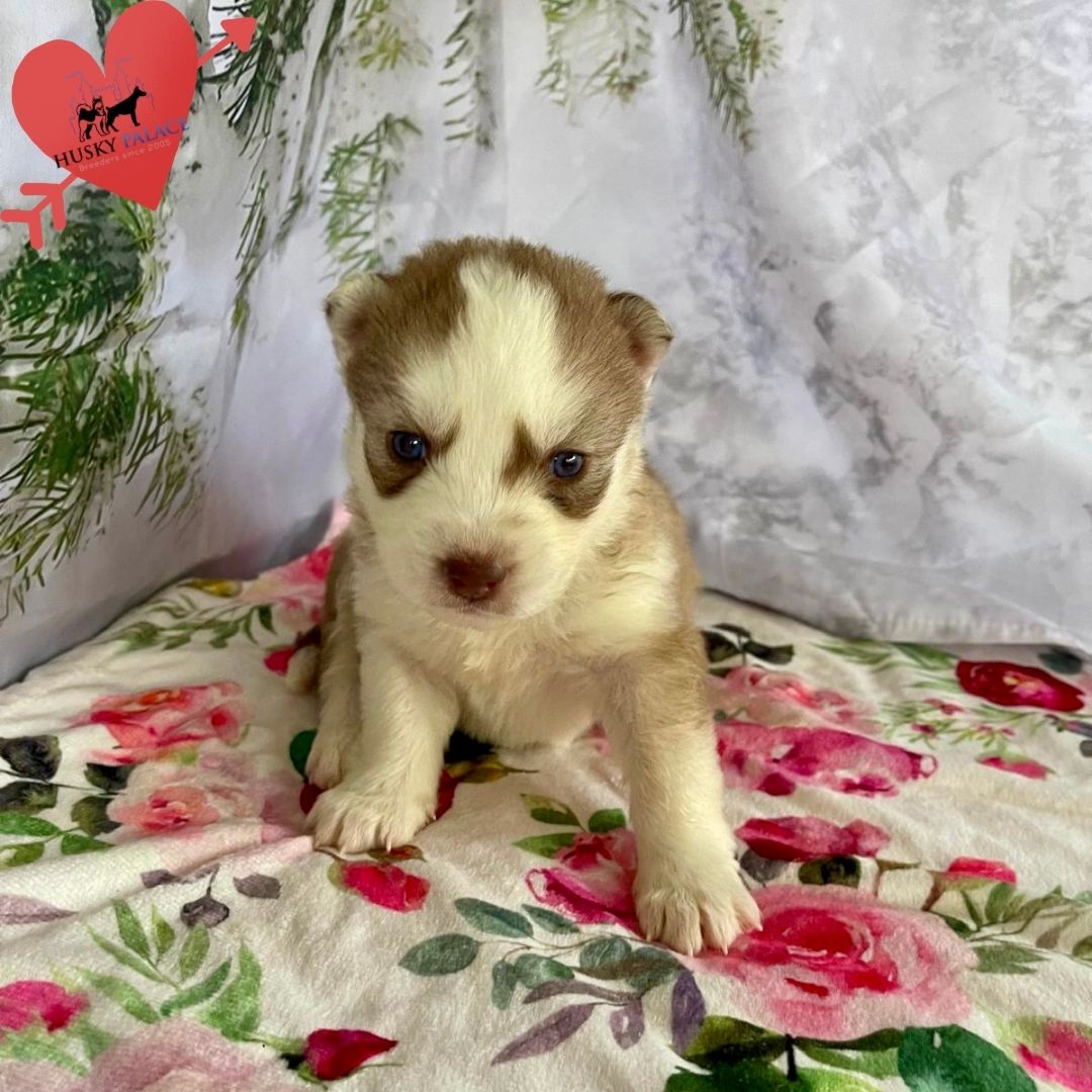 Siberian Husky Puppies In NC