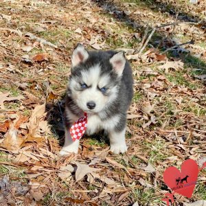 AKC Siberian Husky