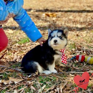 AKC Siberian Husky