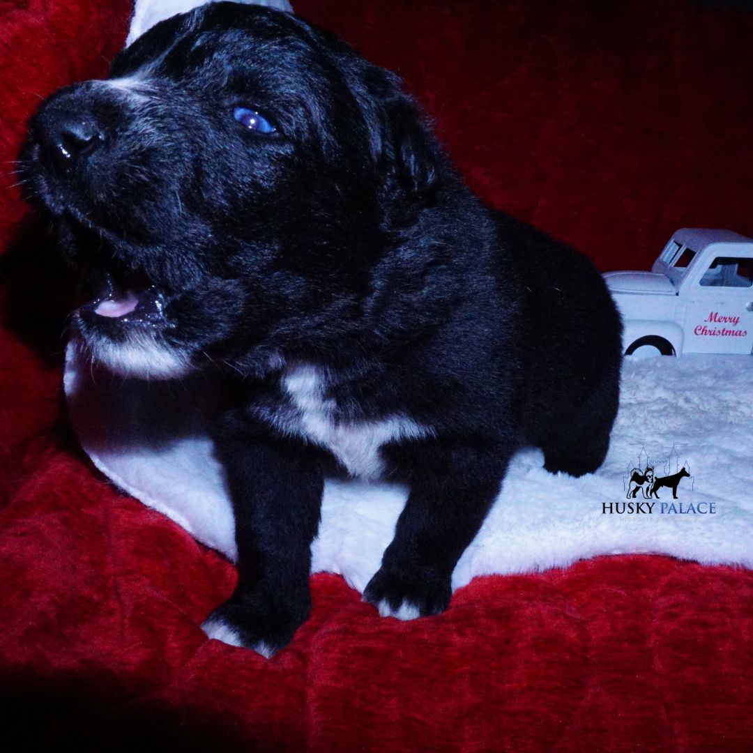 Black Husky Puppy LAMBO Black Husky Puppy