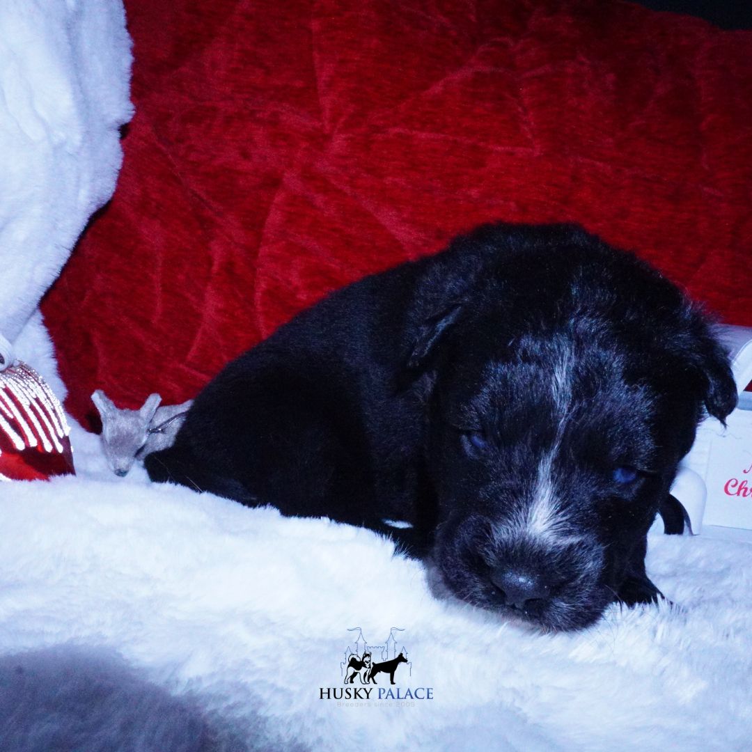 Black Husky Puppy breeder Black Husky Puppy