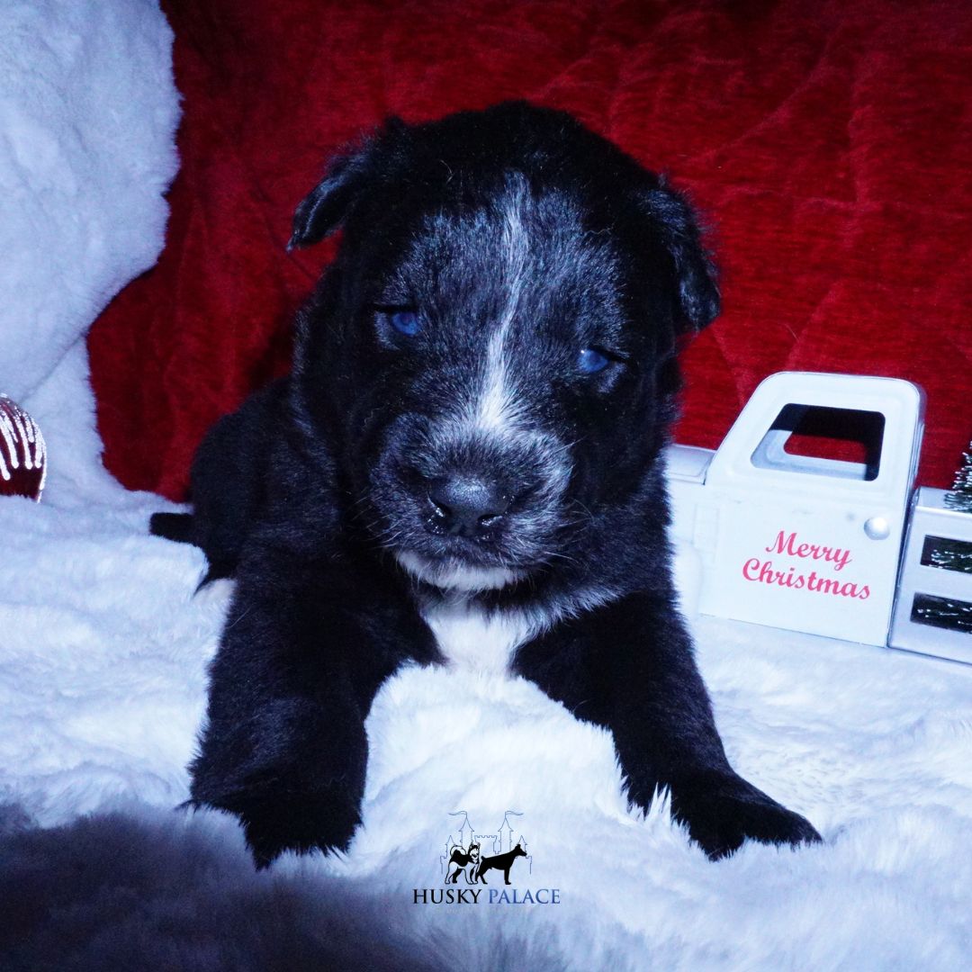 Black Husky Puppy